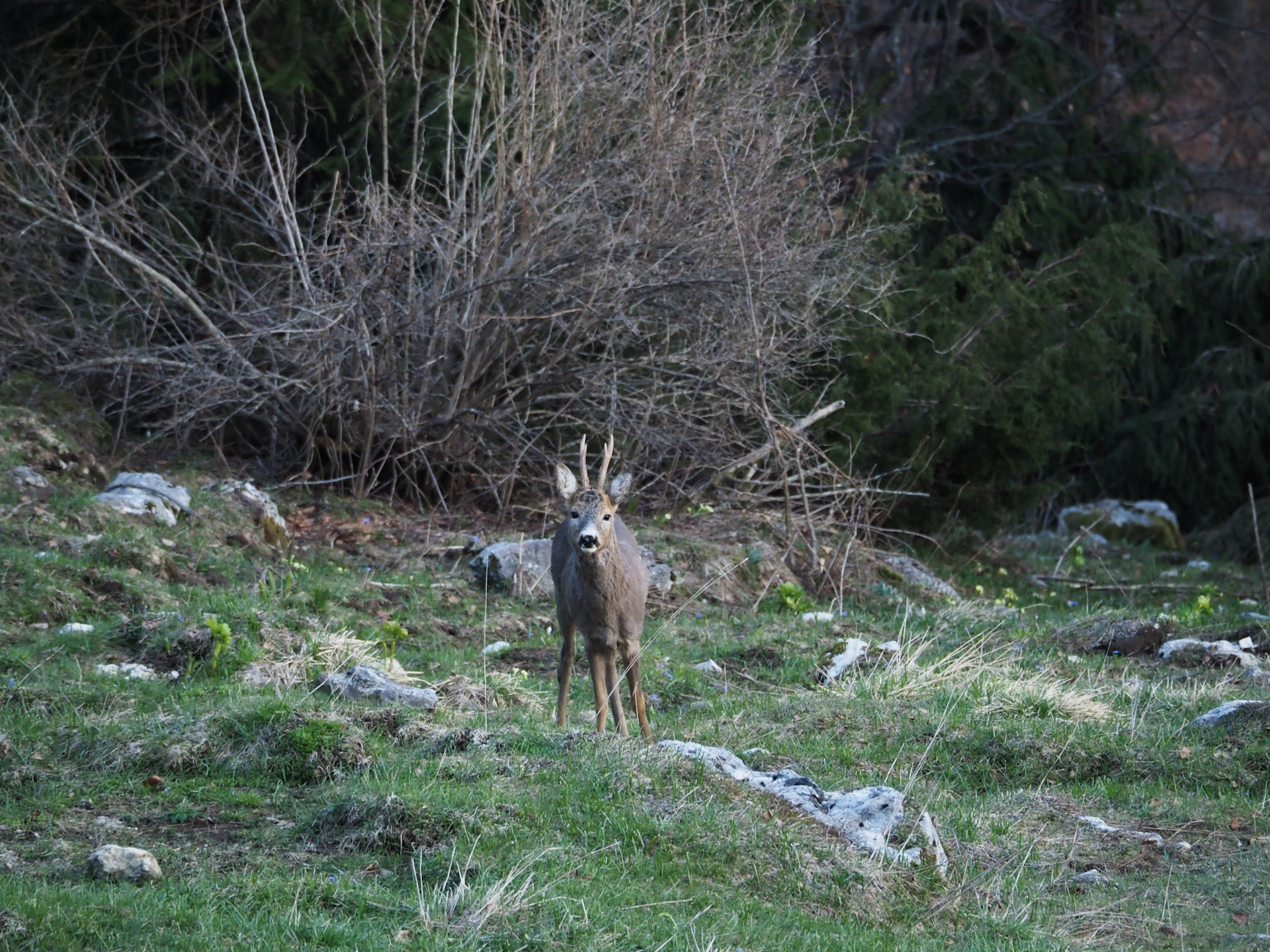 Capriolo M