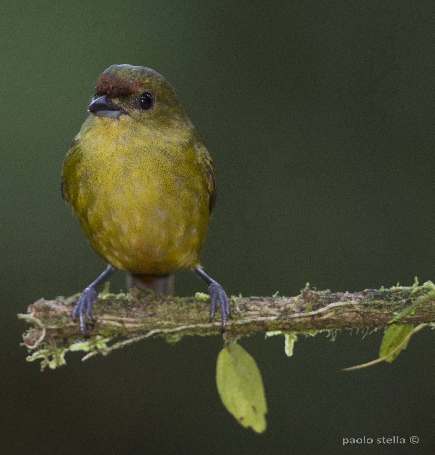 Olive-backed Euphonia