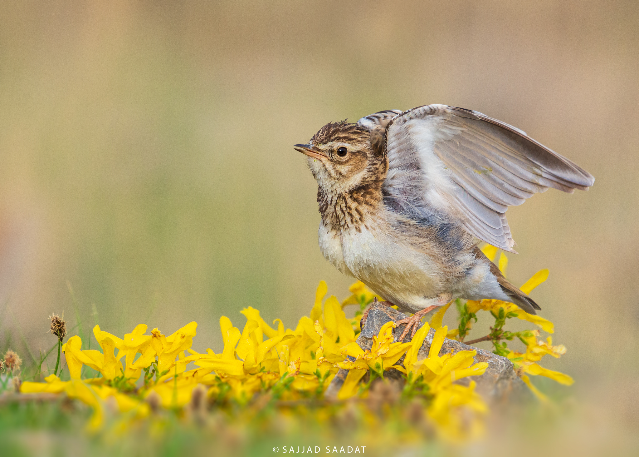 WoodLark