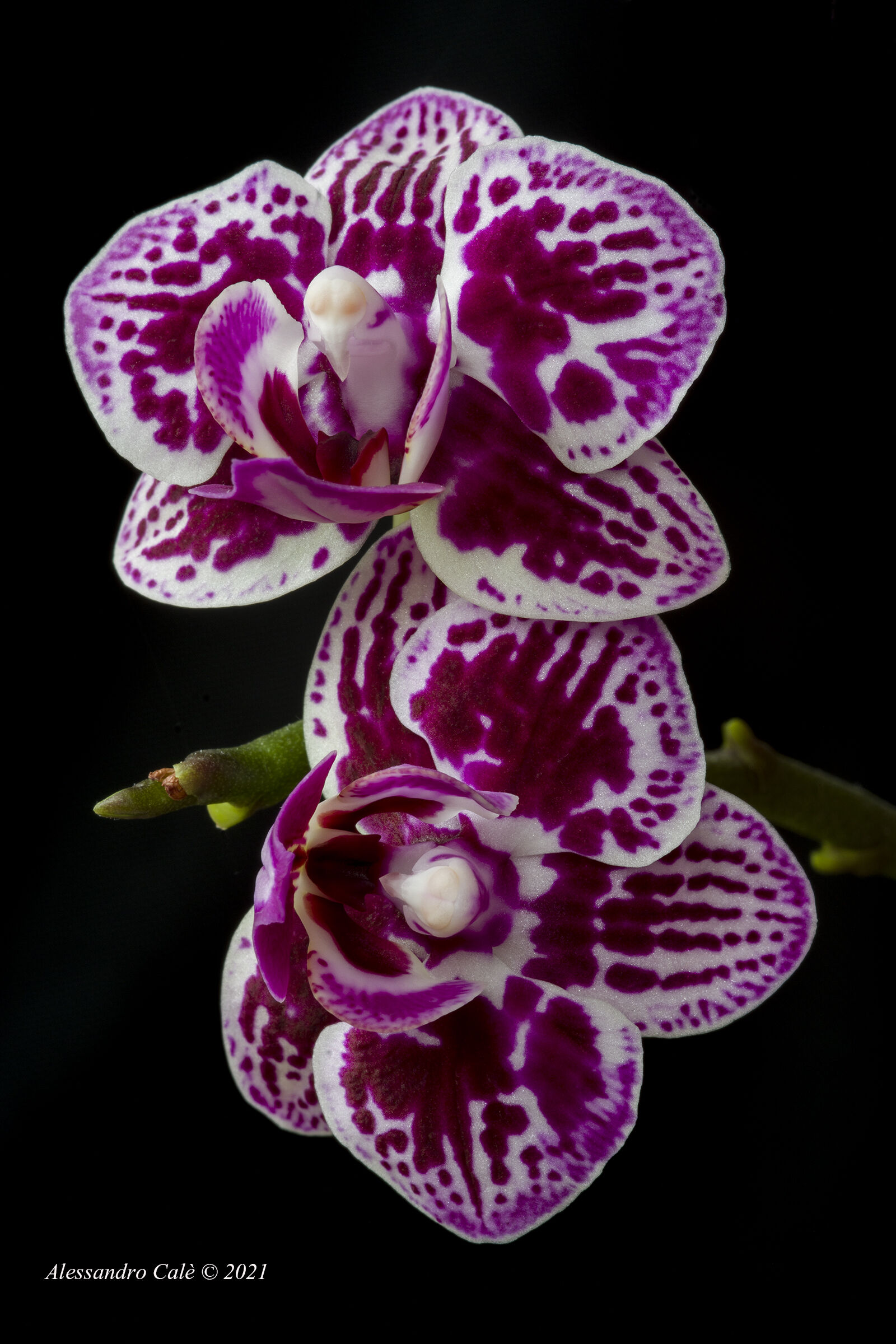 Orchids 0391