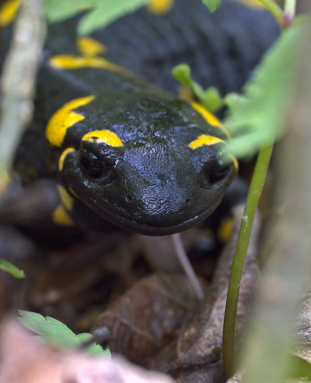 Incontri dopo la pioggia