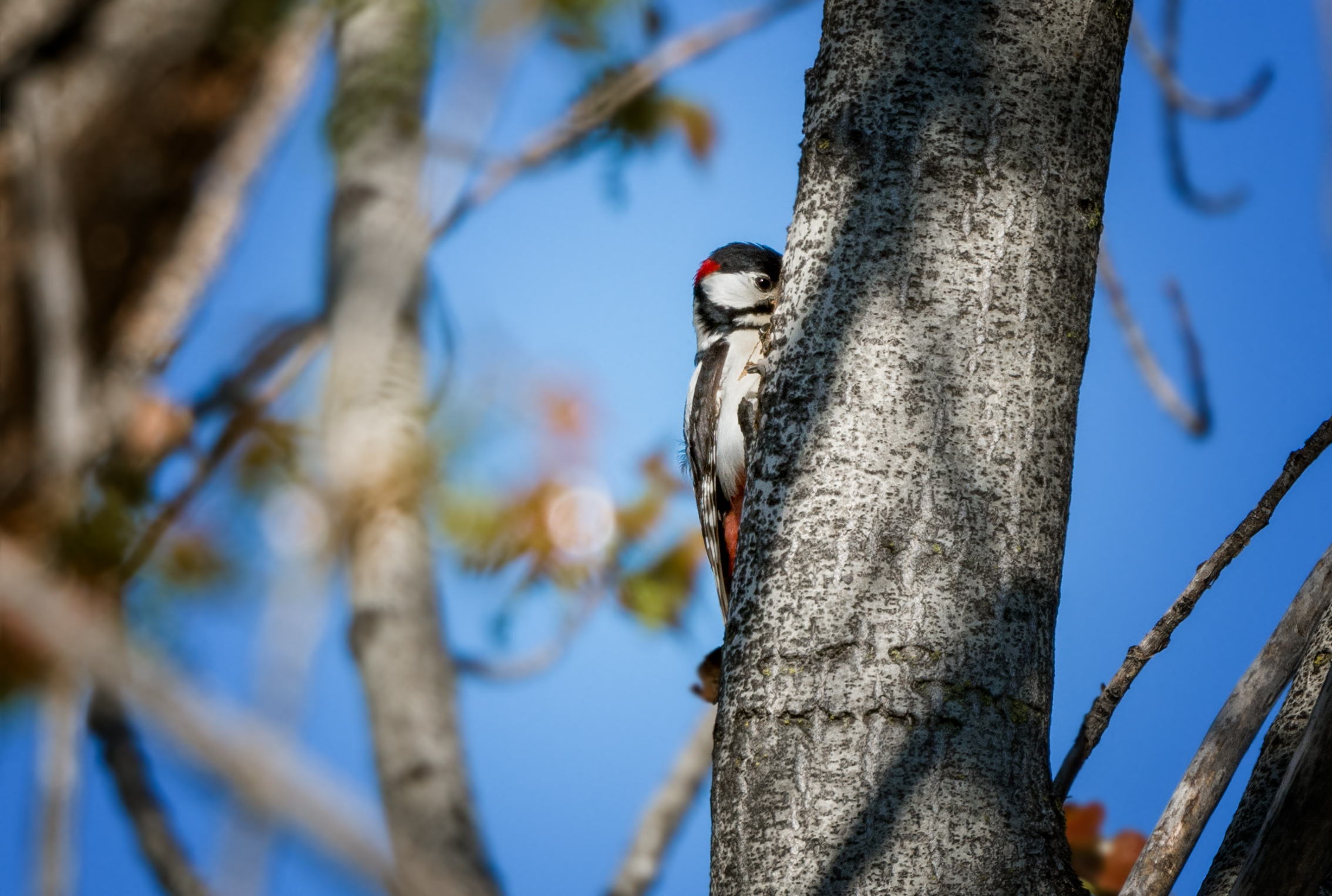 Greater red woodpecker