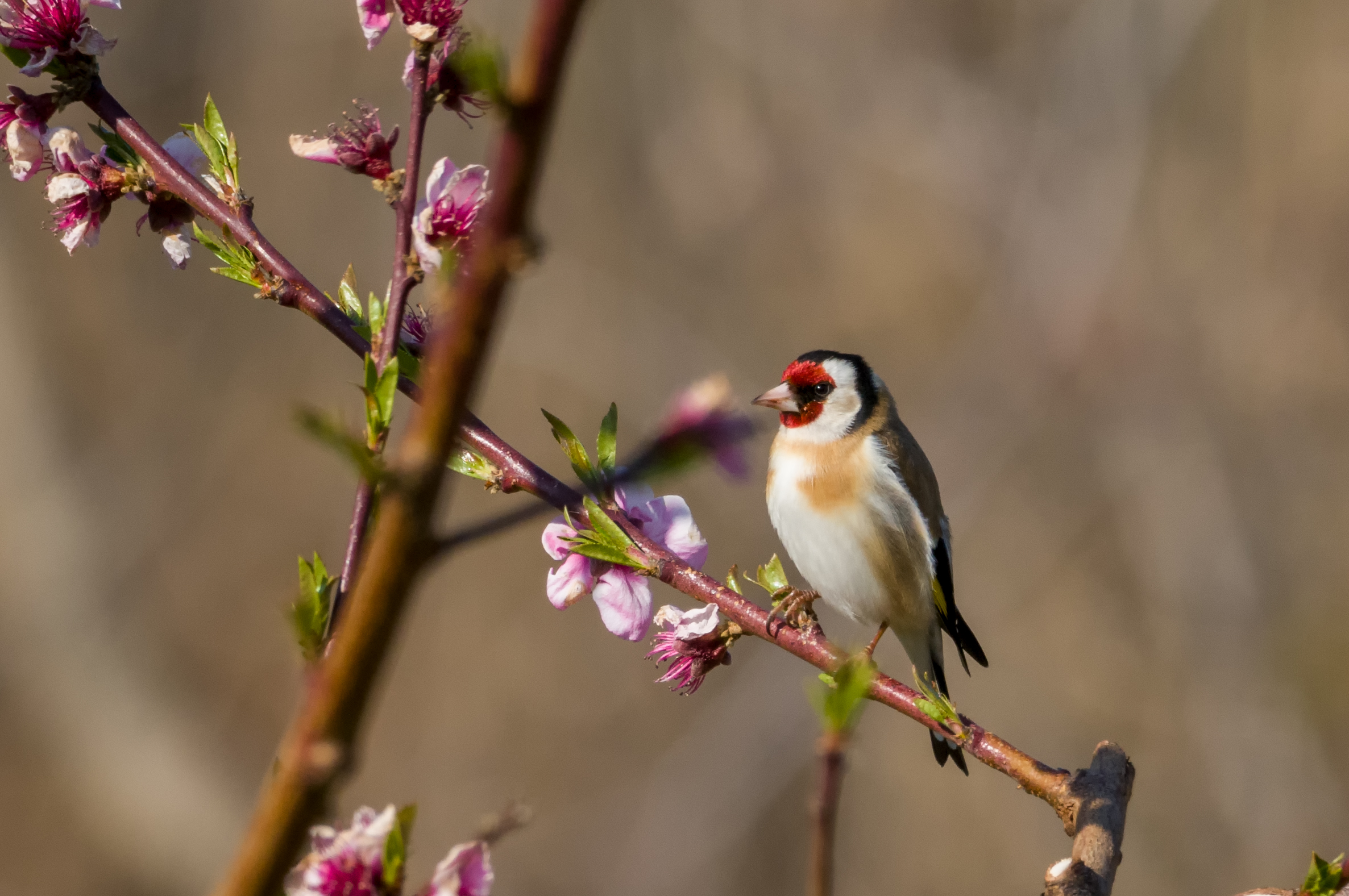 goldfinch