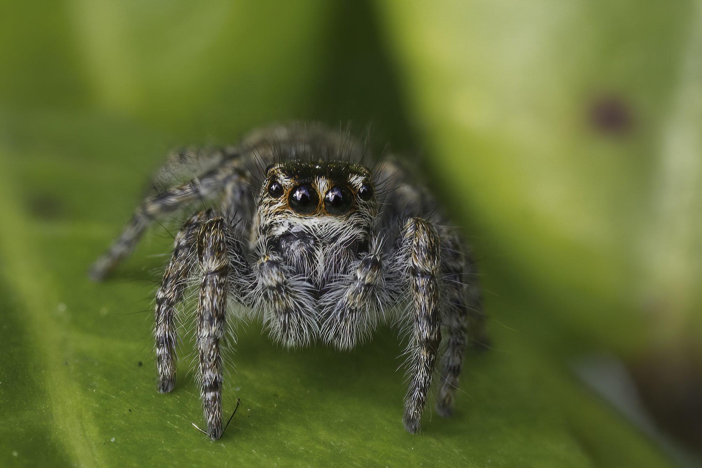 Ragno saltatore  (Philaeus chrysops )