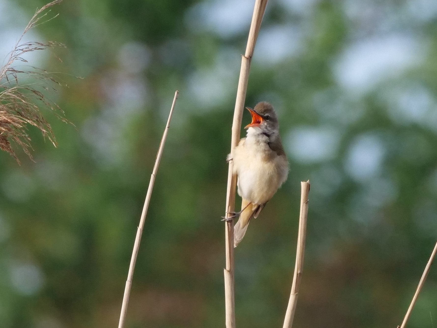 Cannareccione (Acrocephalus arundinaceus)