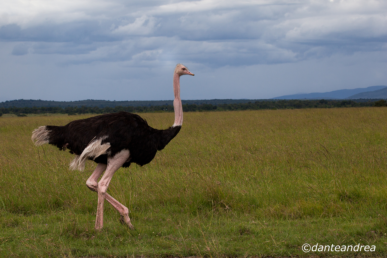 Ostrich male
