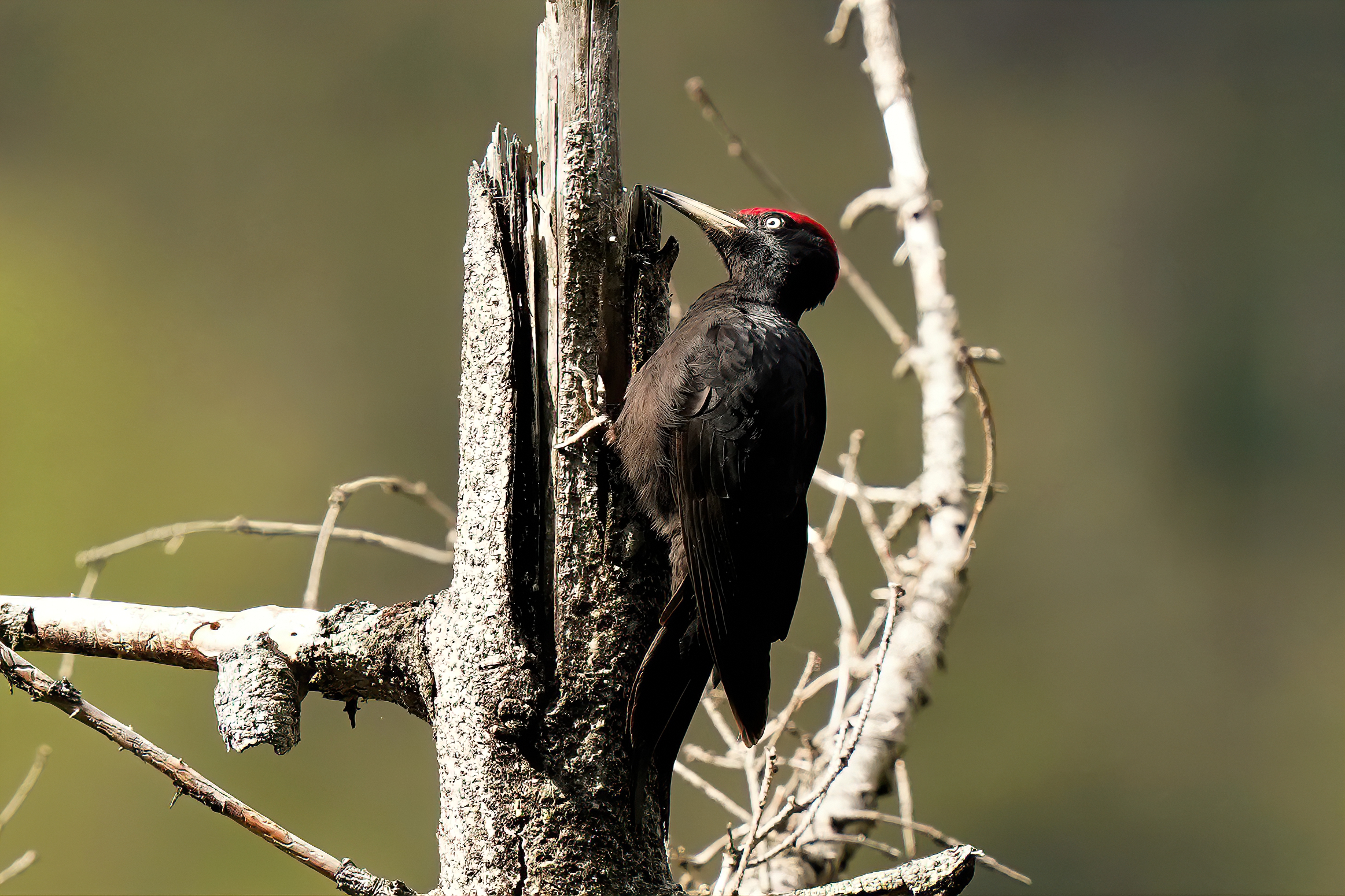 black woodpecker m.