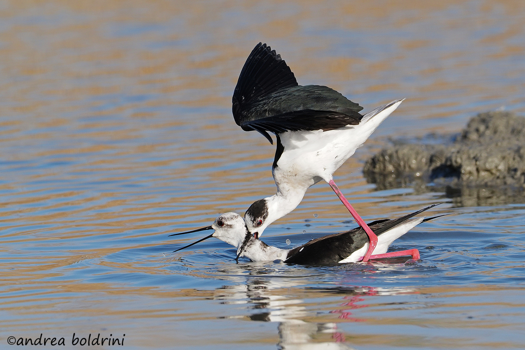 Un cavaliere poco cavaliere