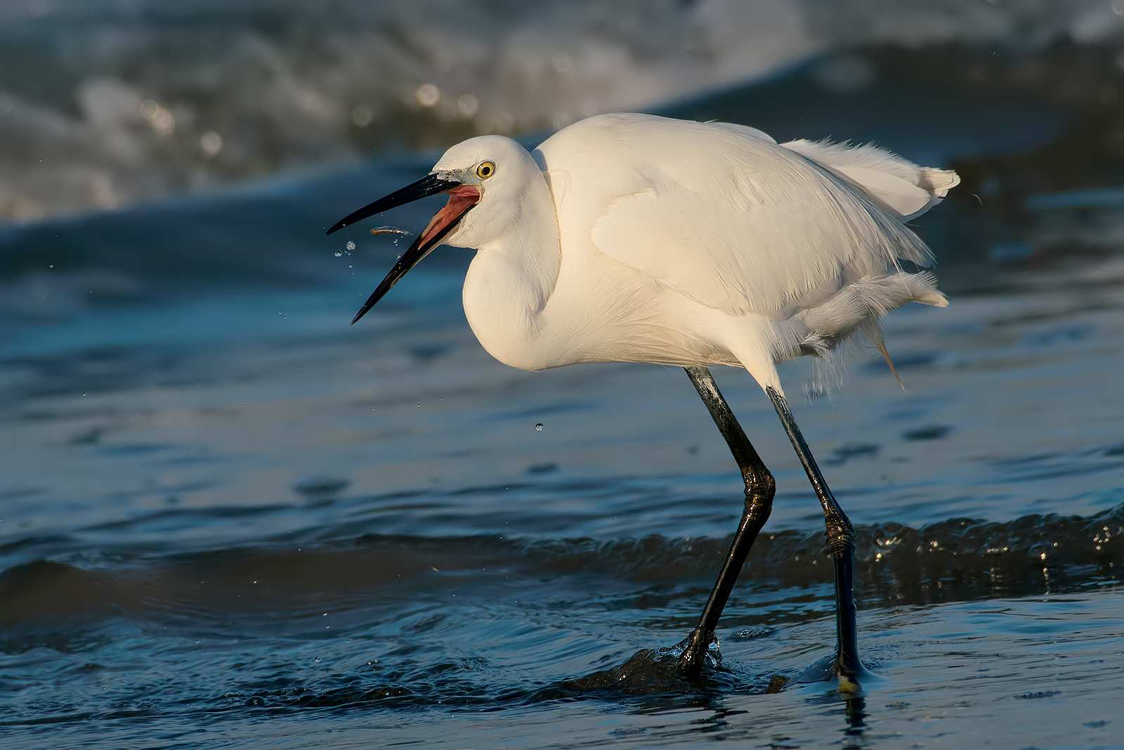 egret.