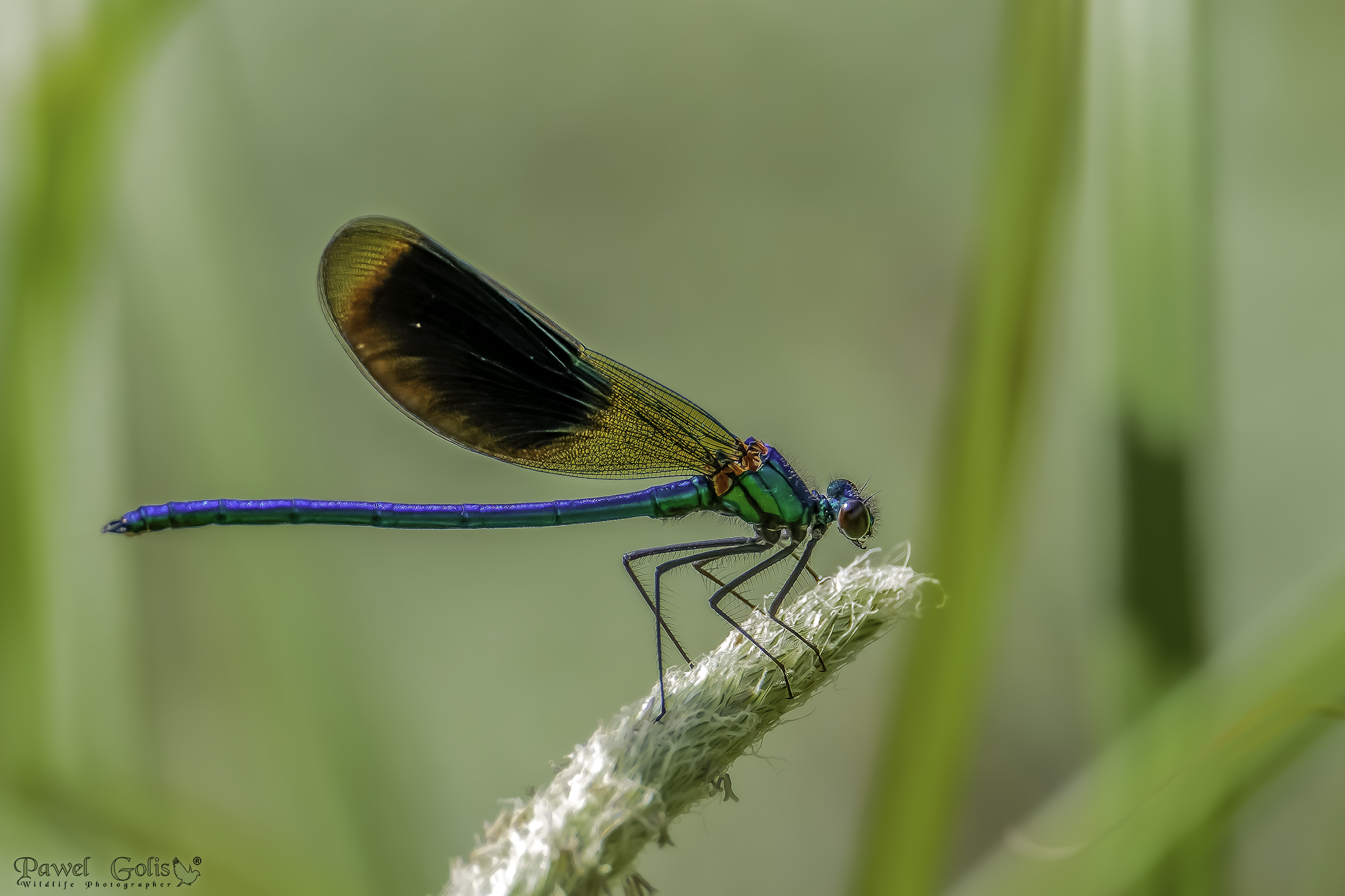 Bella demoiselle (Calopteryx virgo)