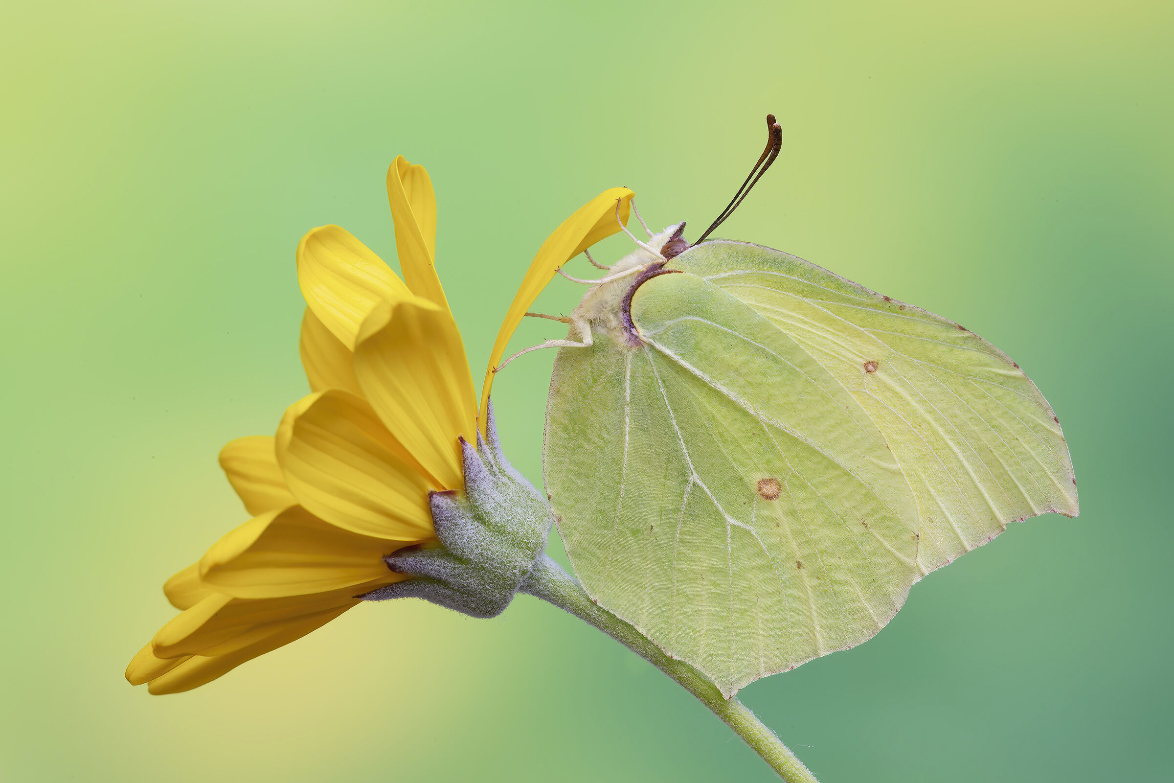 How to ride a flower ,,,