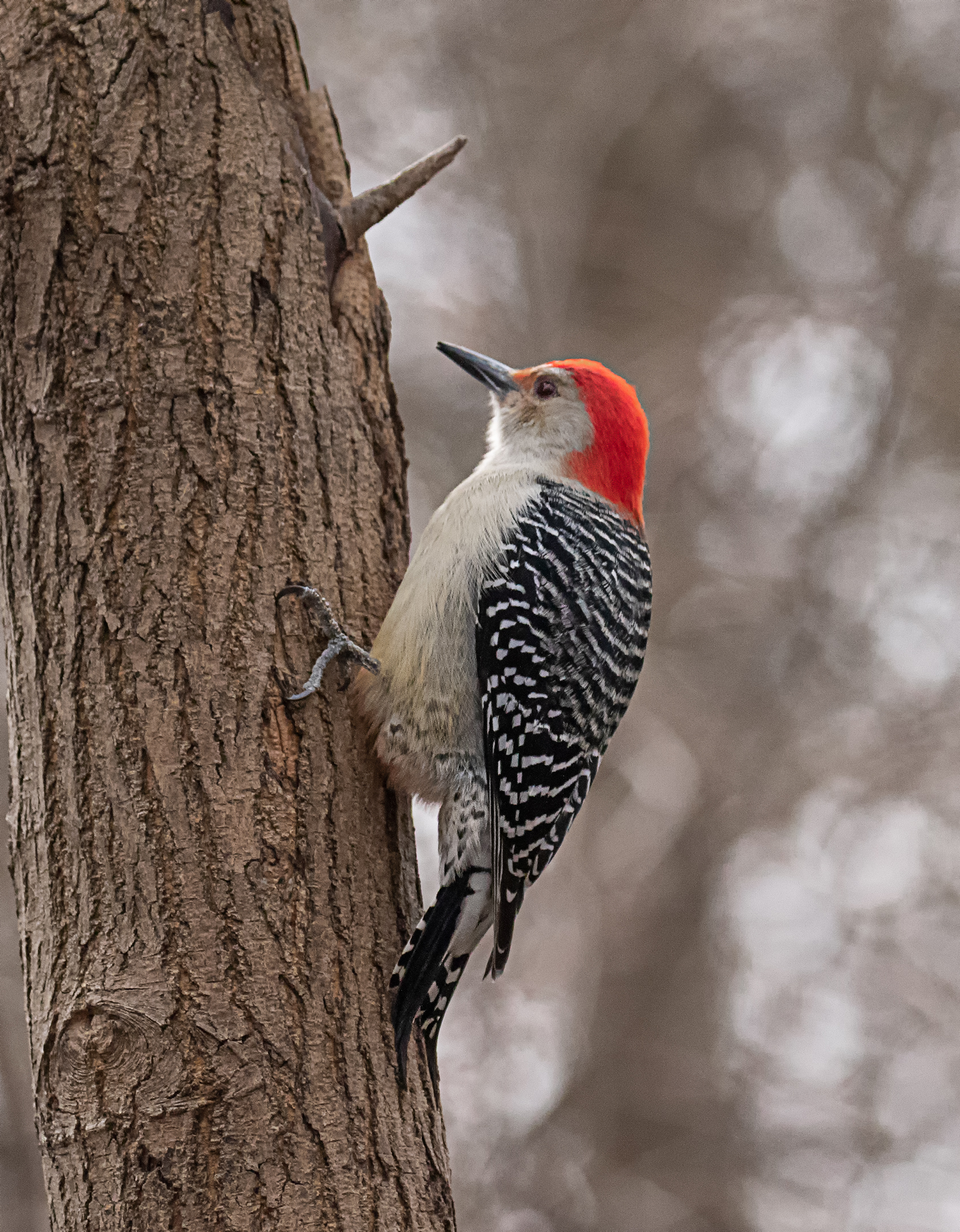Red Bellied Woodpecker