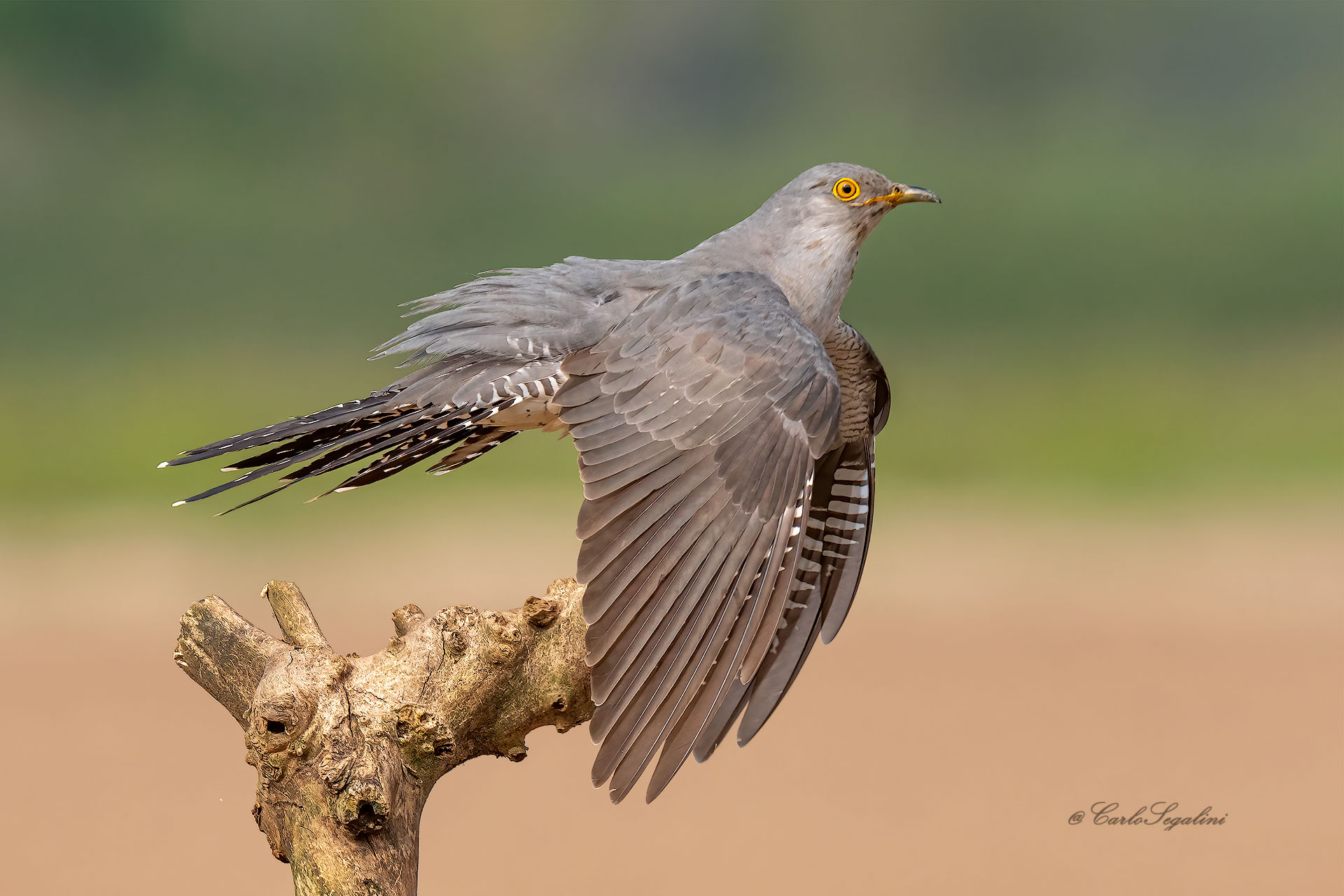 Il Cuculo è appena atterrato....