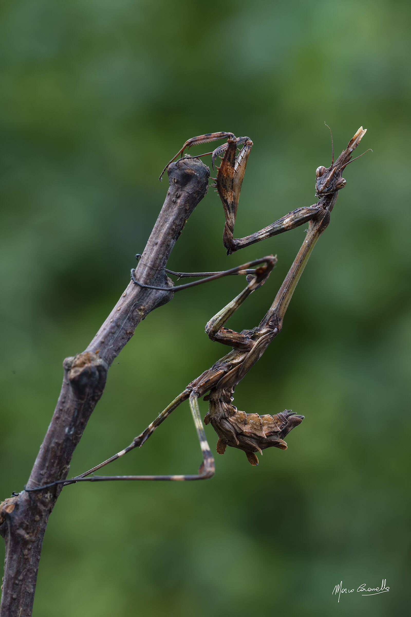 Empusa pennata