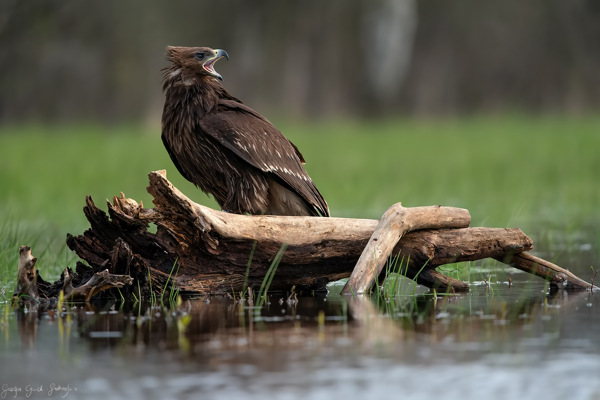 Greater spotted eagle