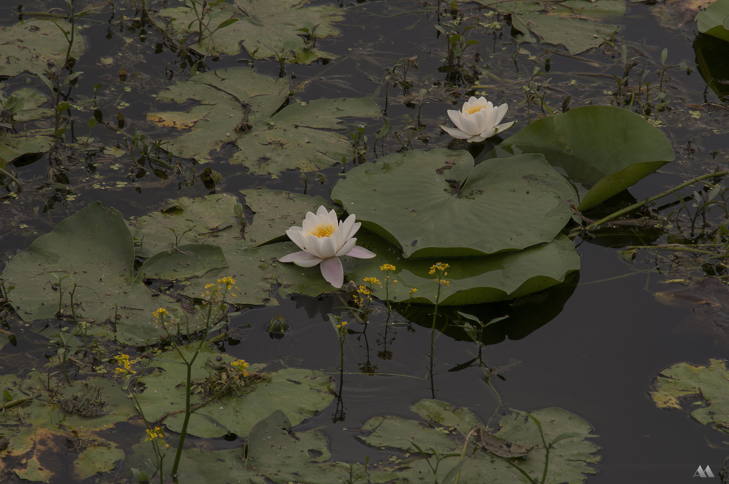 Water lilies