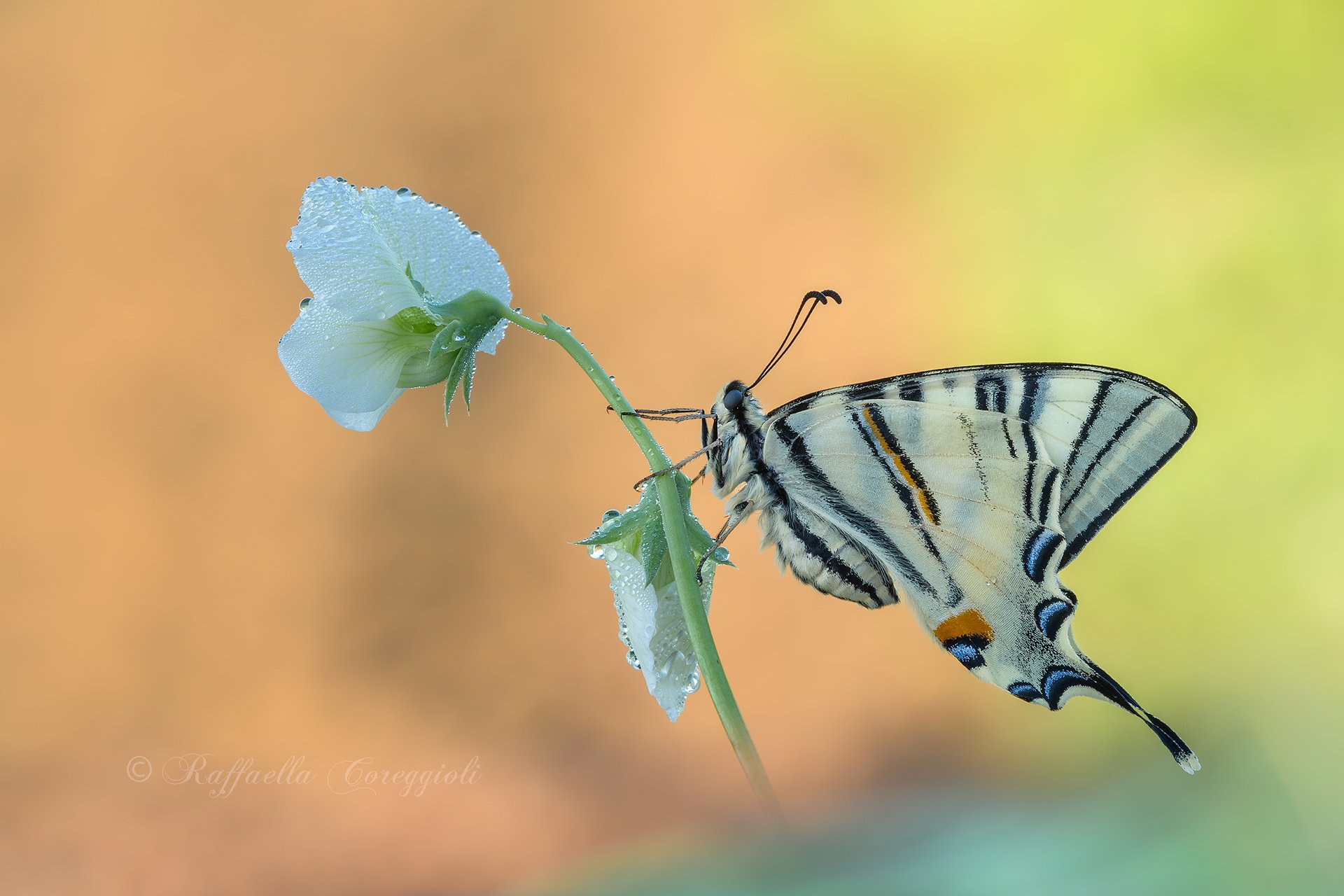 Podalirius's iphiclides