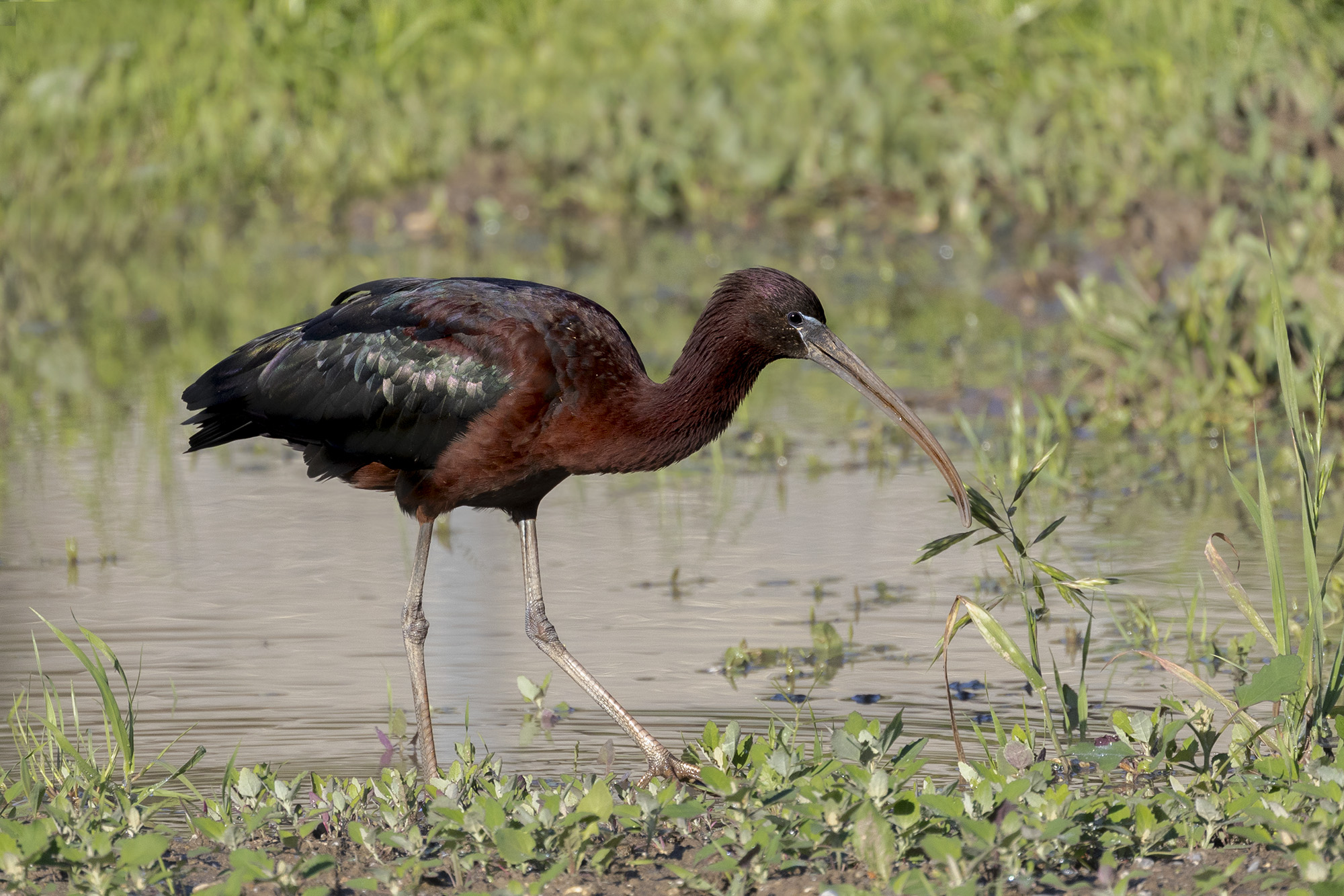 mignattaio in livrea nuziale