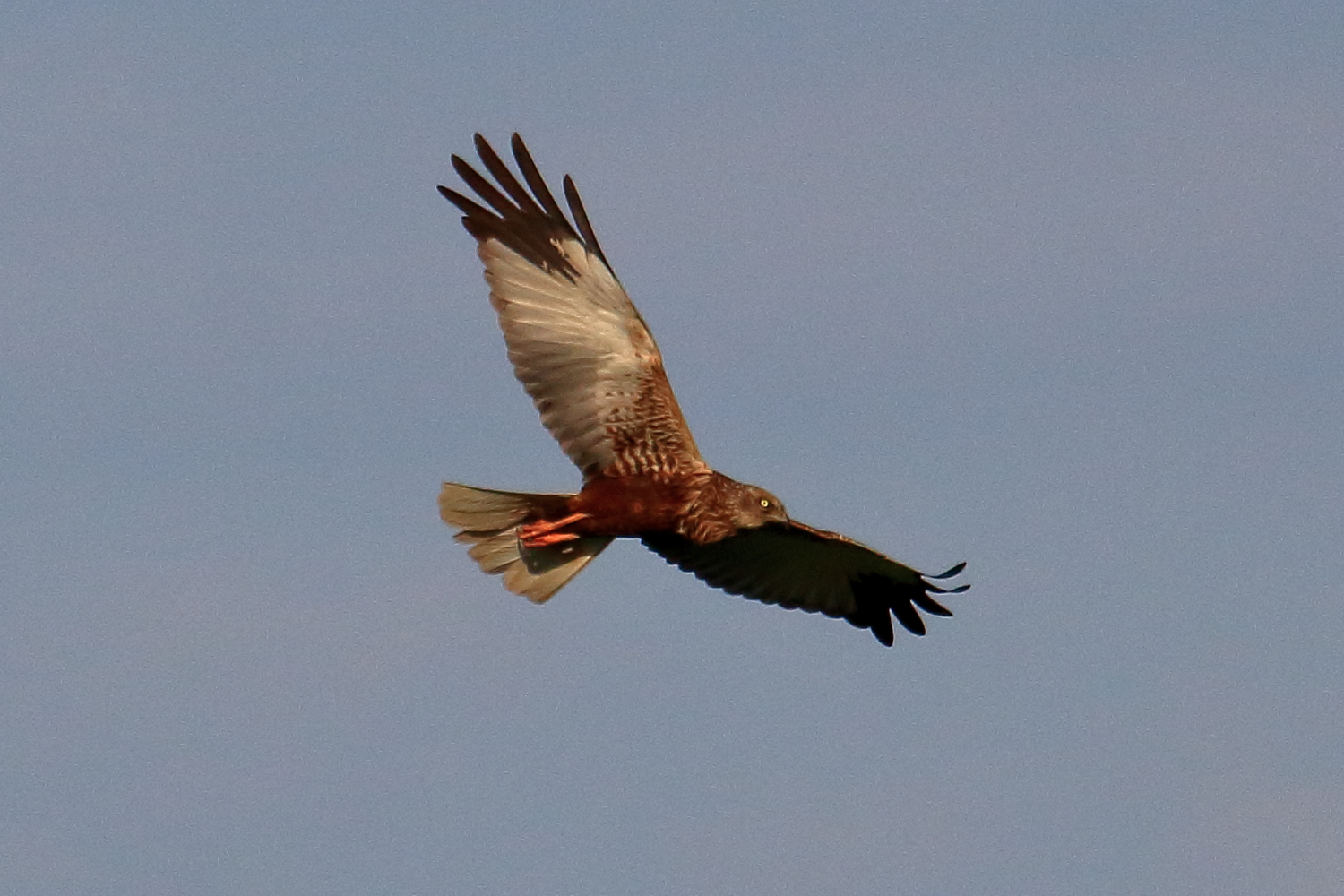 Falco di palude al tramonto