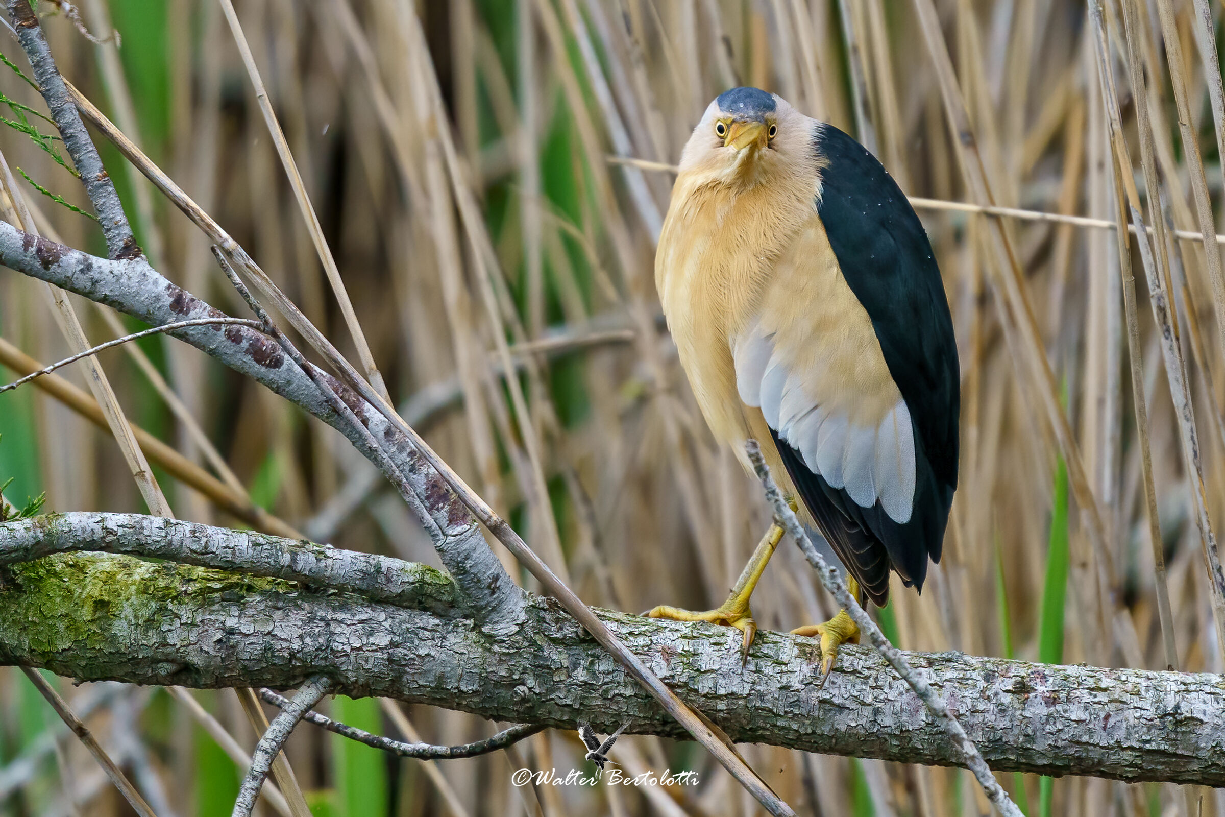 hei, ti ho sentito sai!