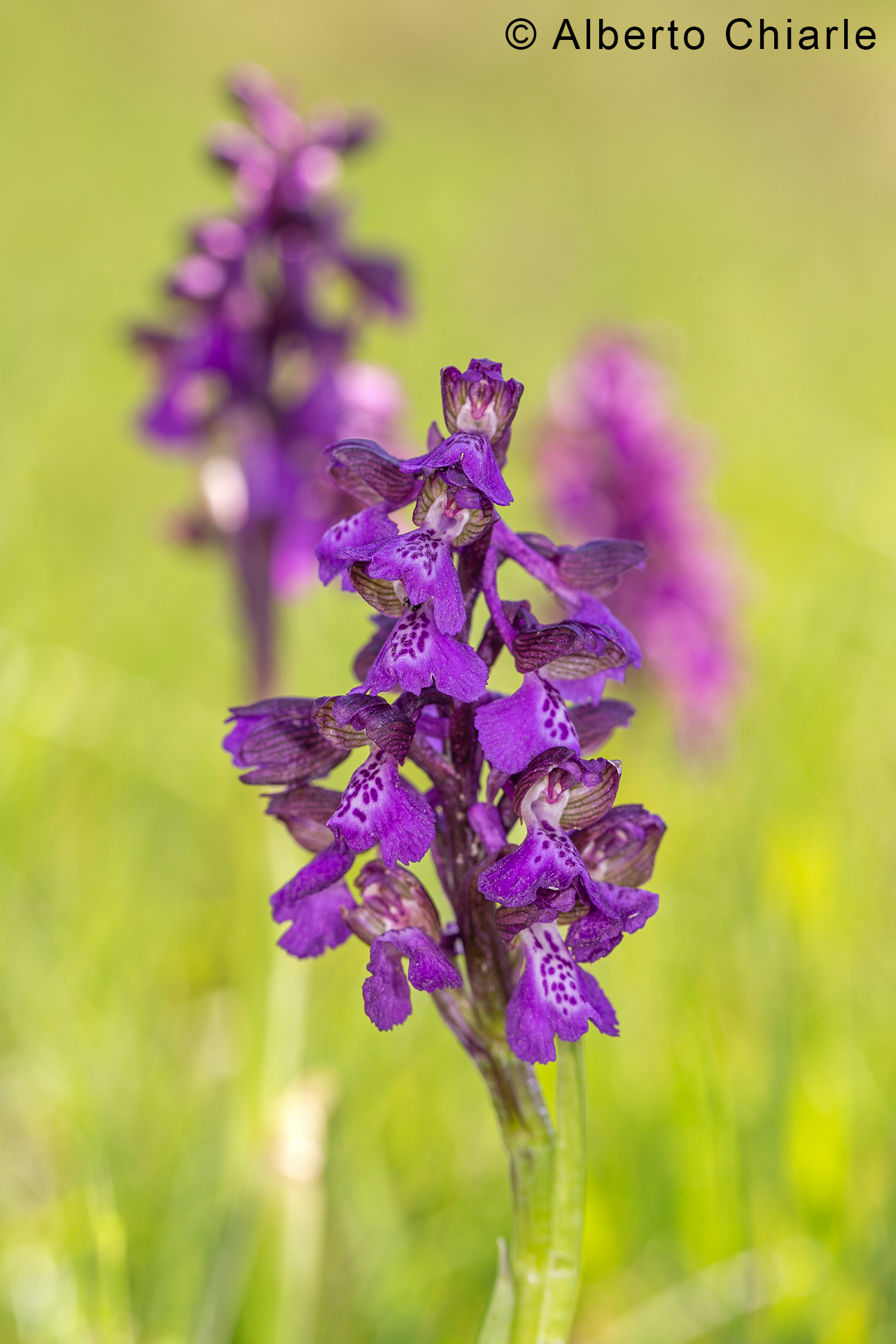 Anacamptis