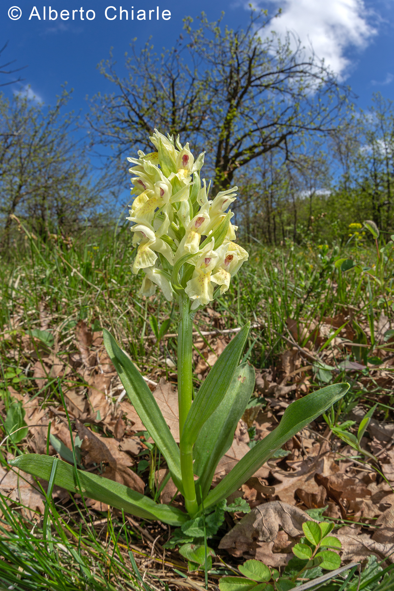 Dactylorhiza sambucina