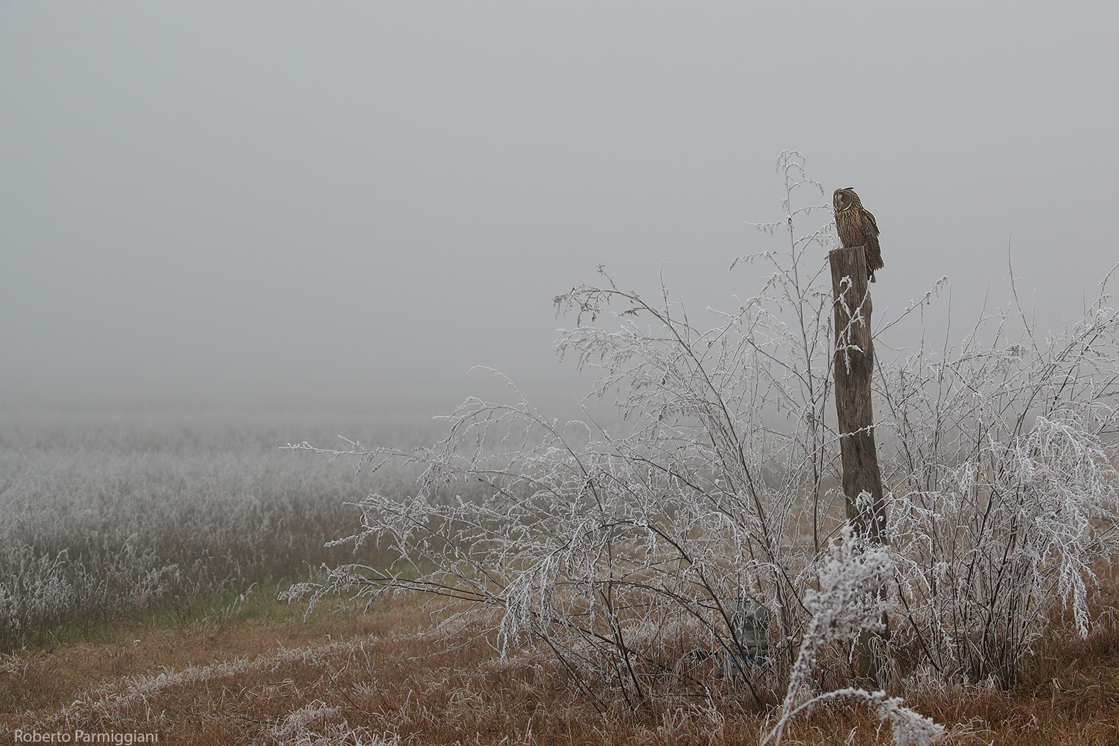 frozen land