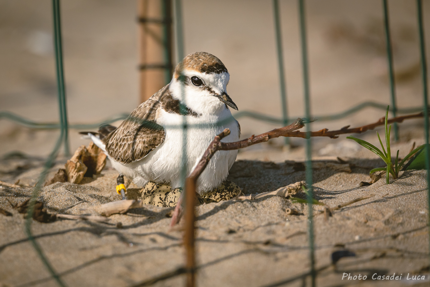 The Brood of the Friar