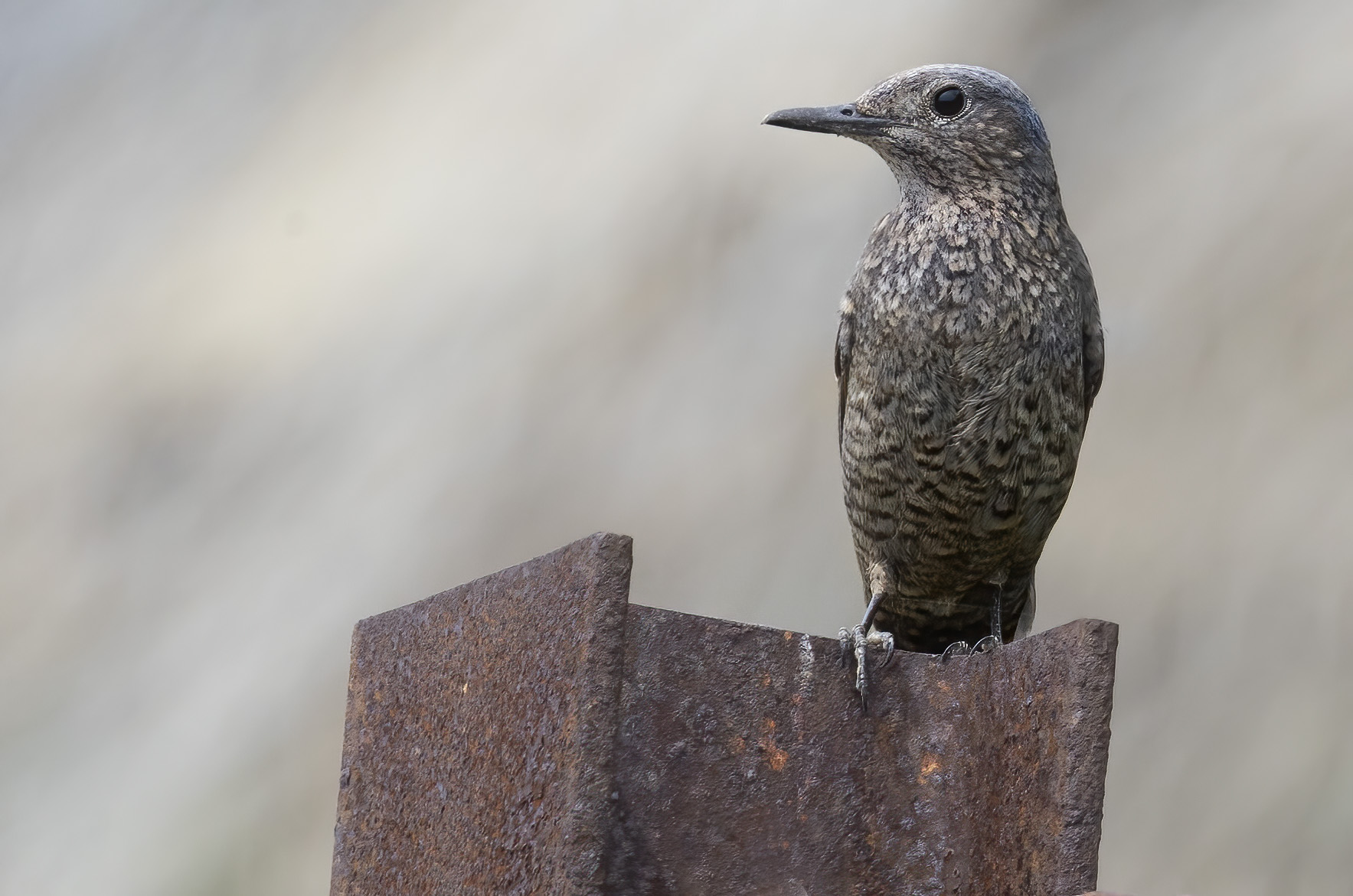 Passero solitario femmina