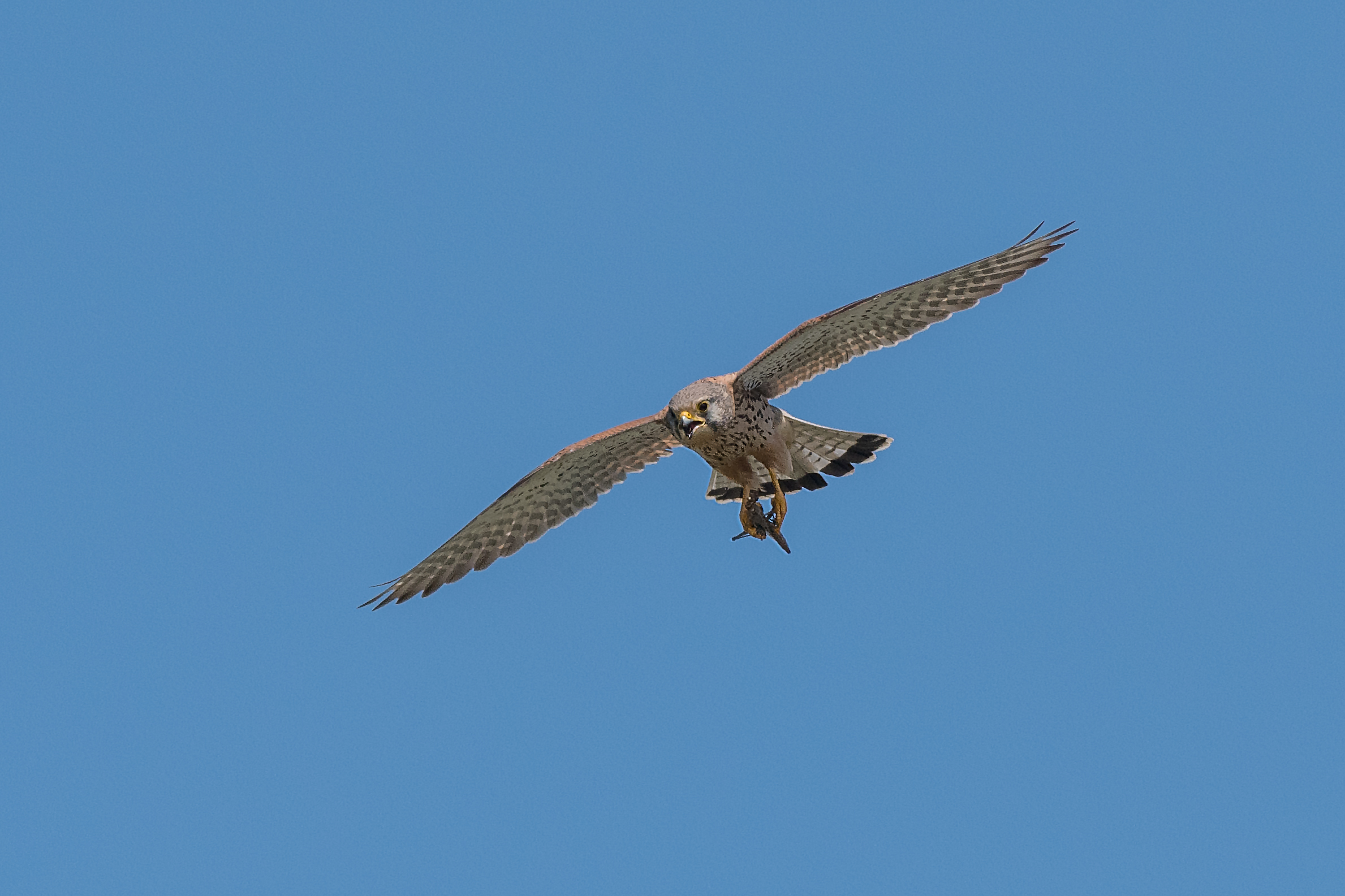 kestrel