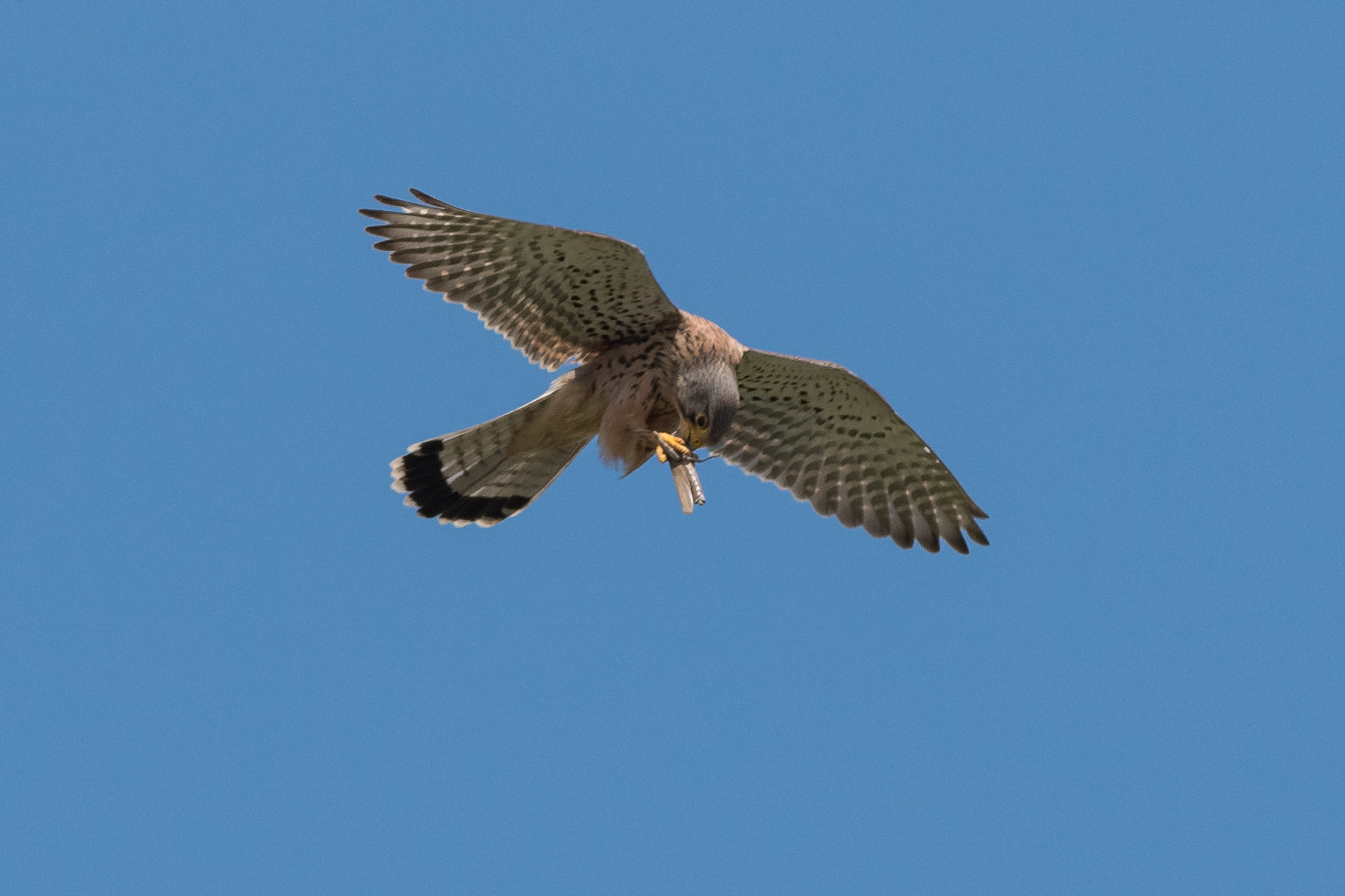 kestrel