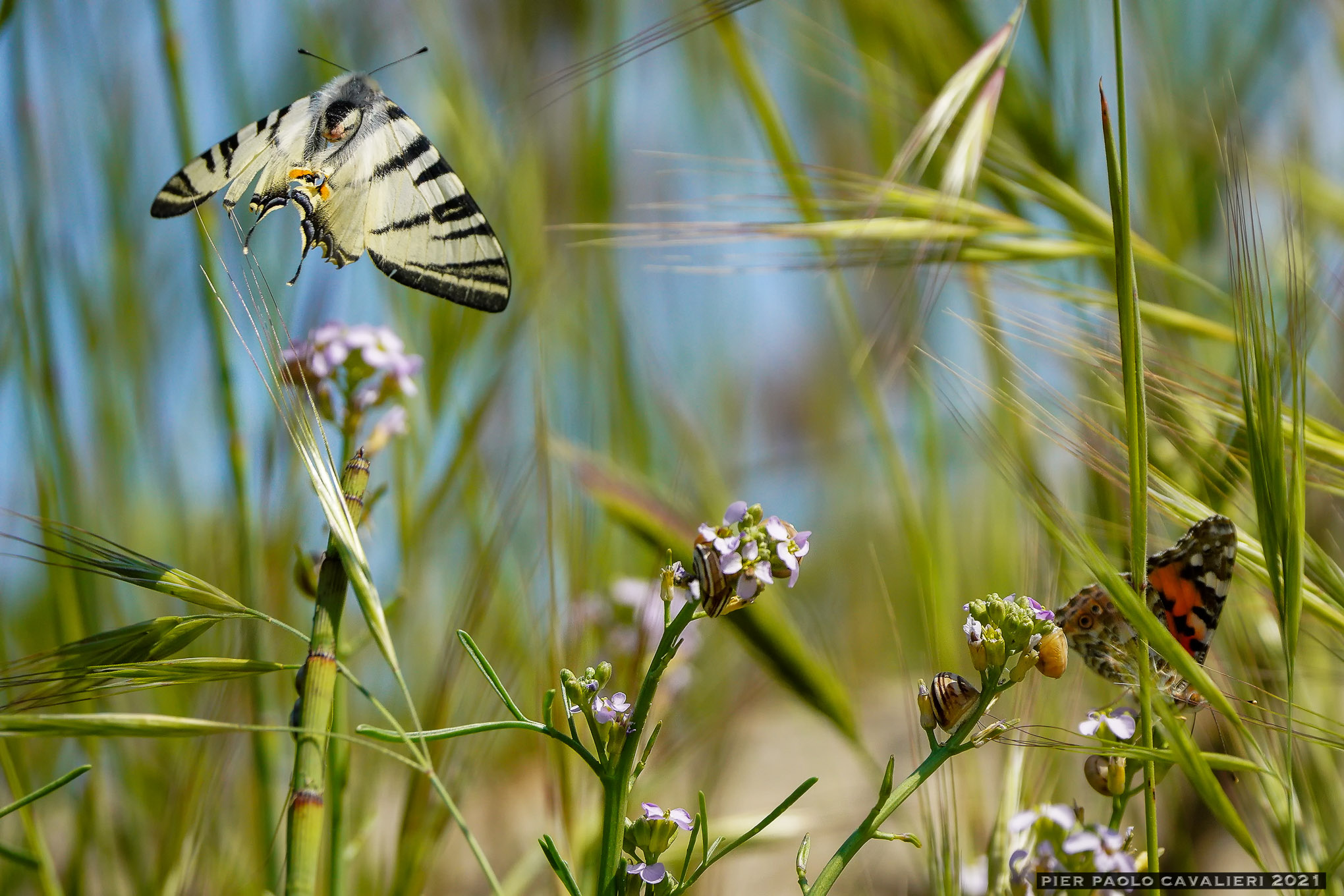 On the dune at the beach