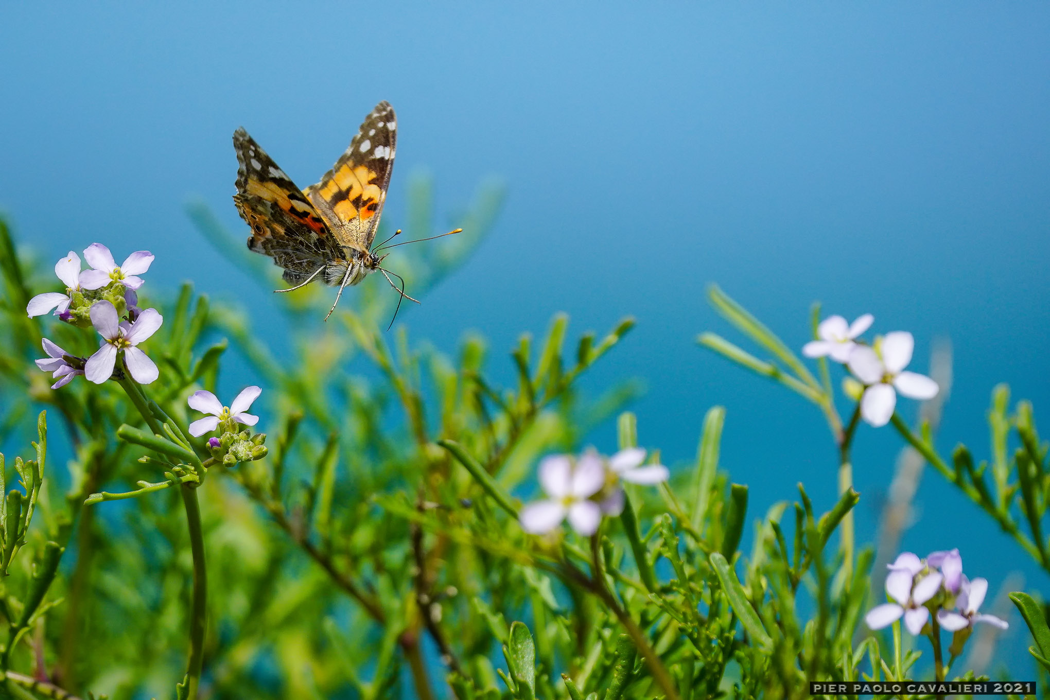 on the dune a few meters from the sea