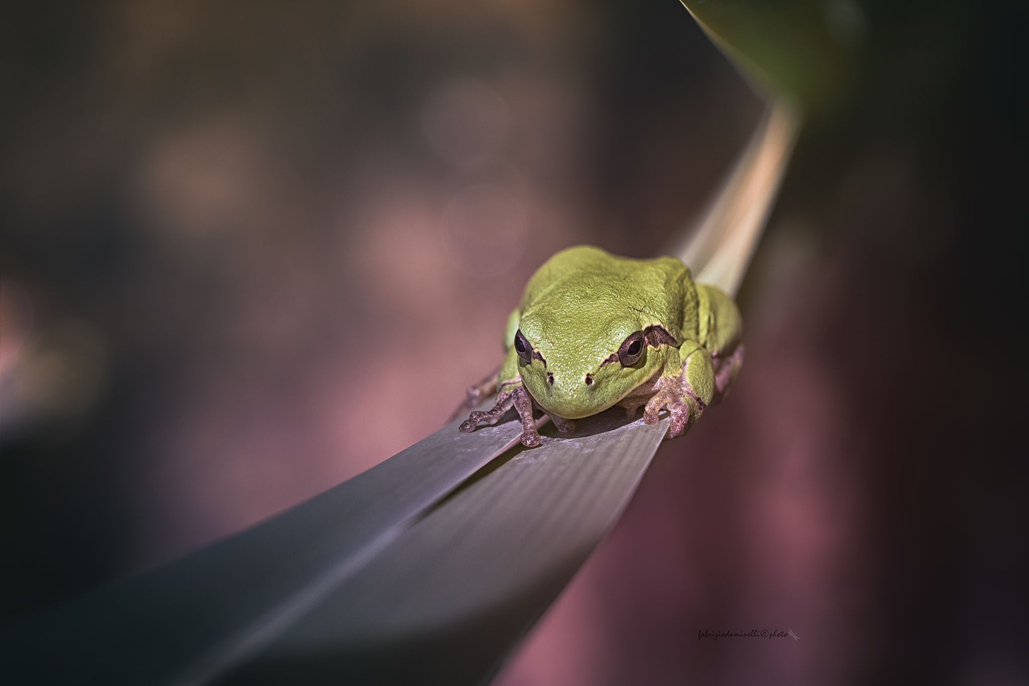 Raganella italiana - Hyla intermedia -  Boulenger, 1882