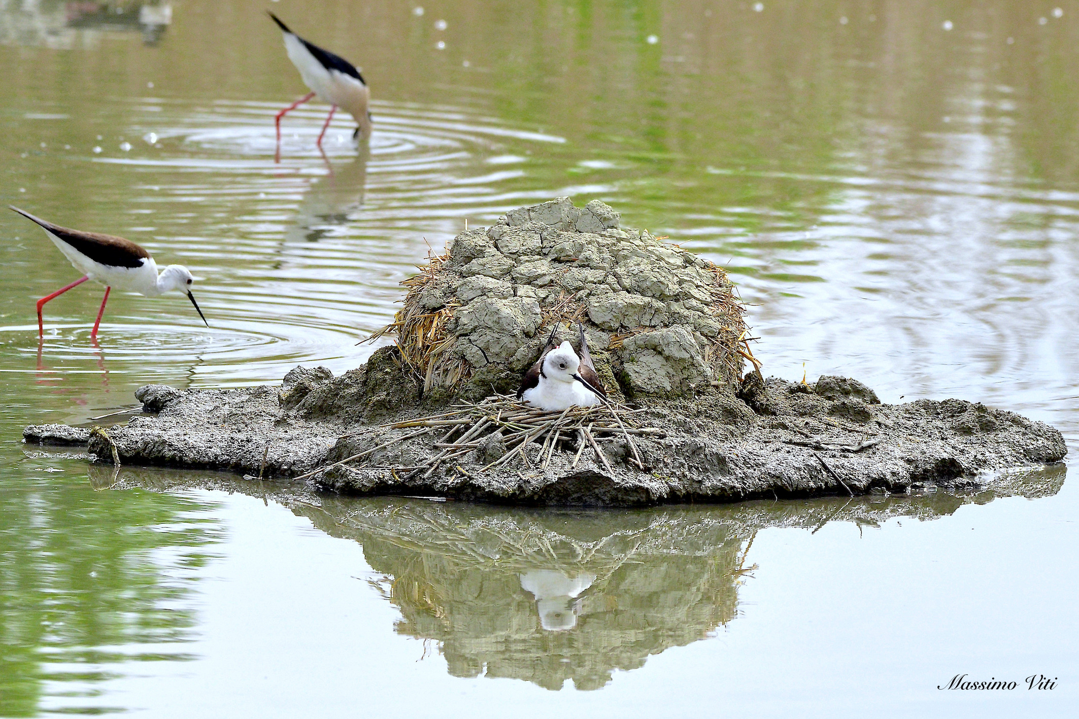 La cova del Cavaliere d'Italia