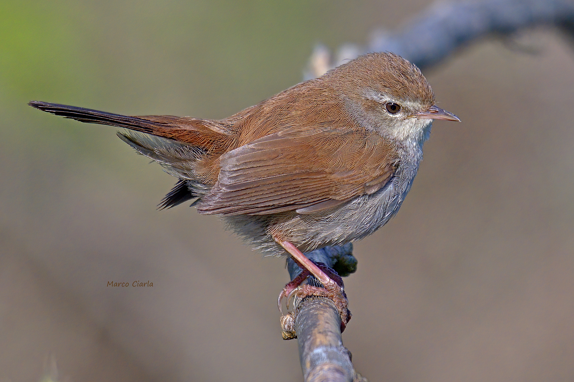 Usignolo di fiume (Cettia cetti )