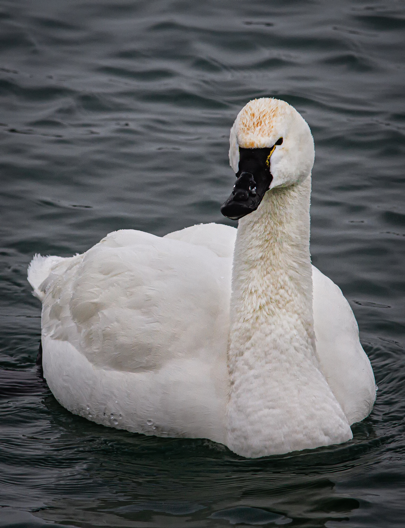Tundra Swan.