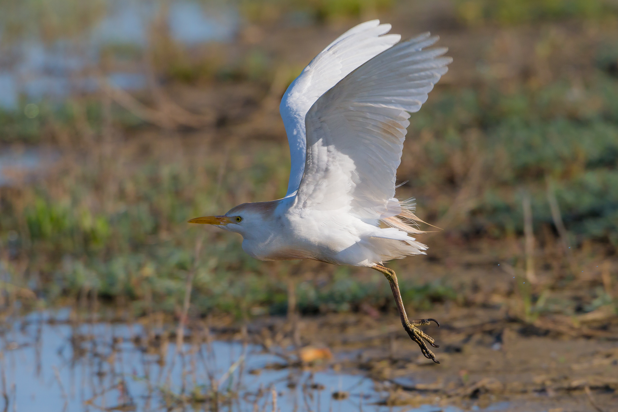 squacco heron.