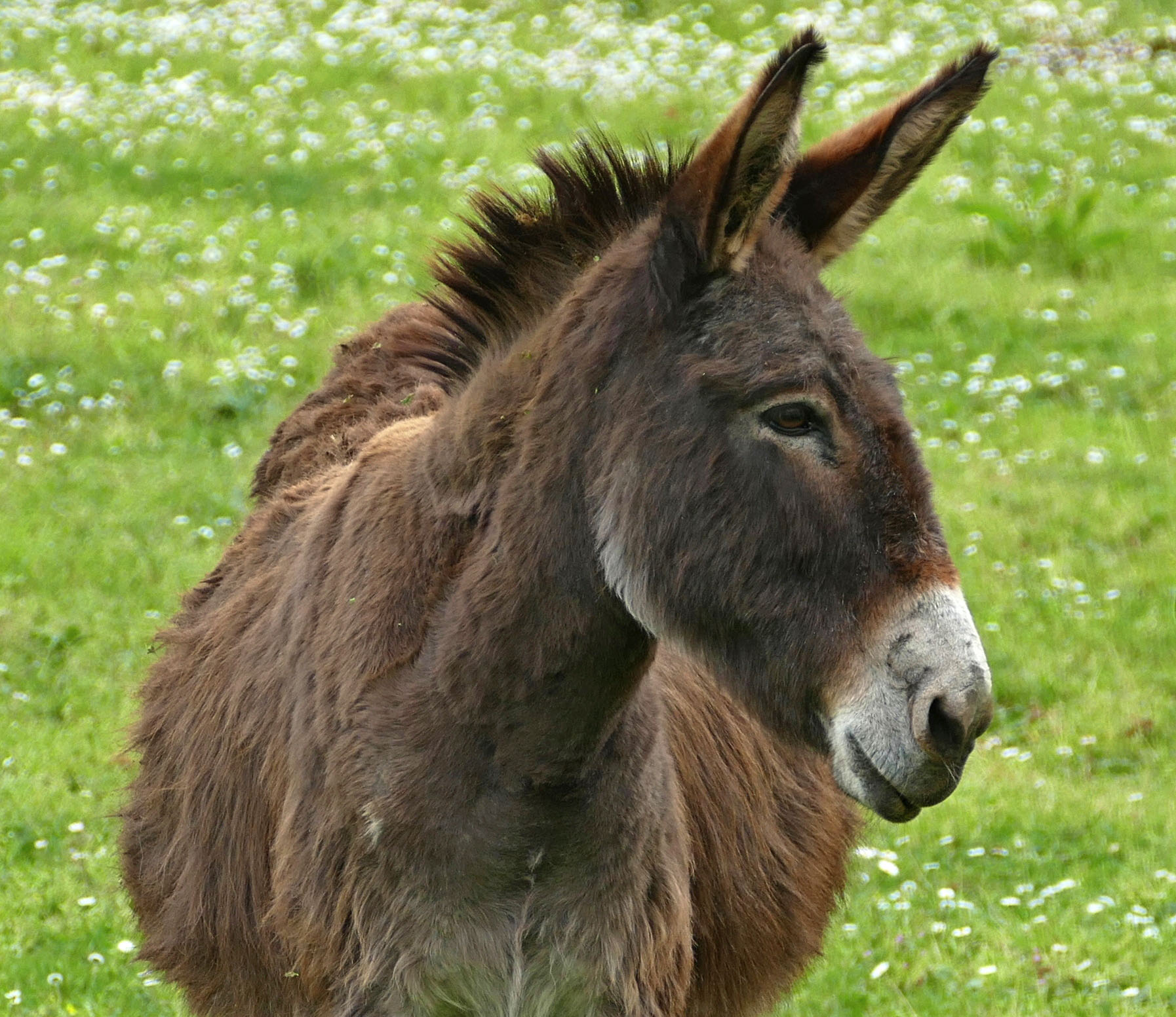 Carissimo asinello!!!!!