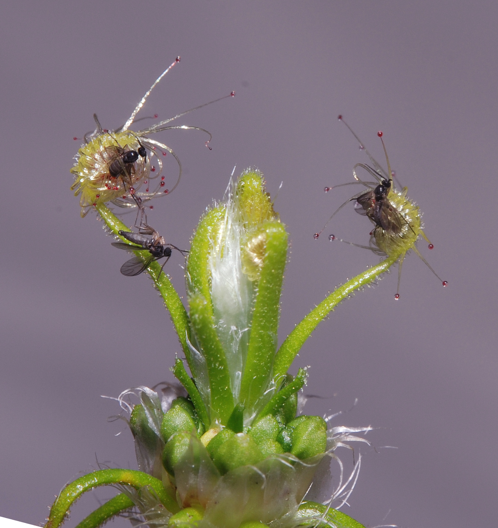 Drosera scorpioides