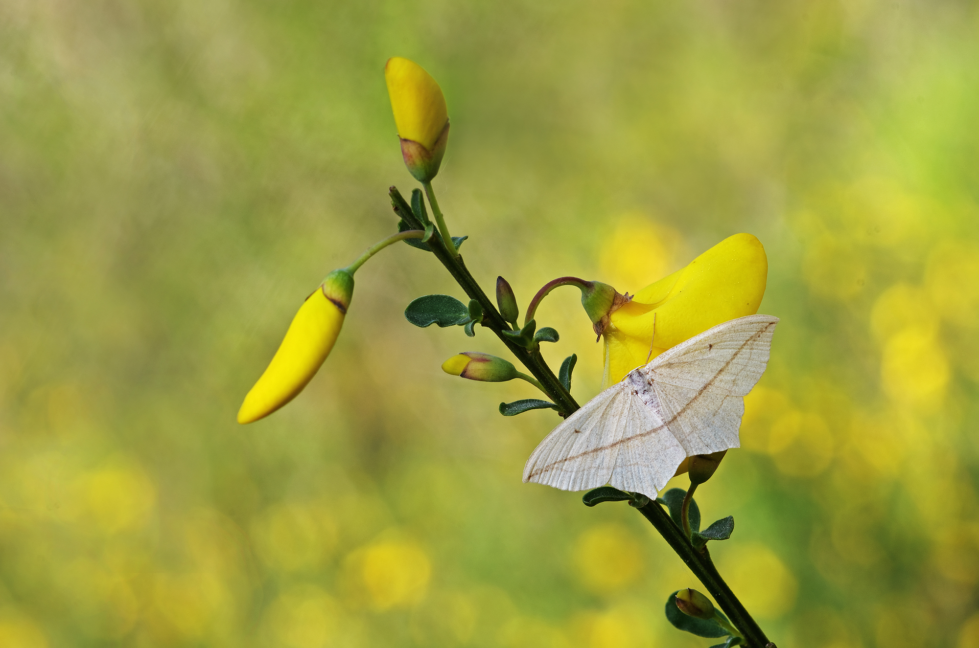 Timandra comae among the brooms