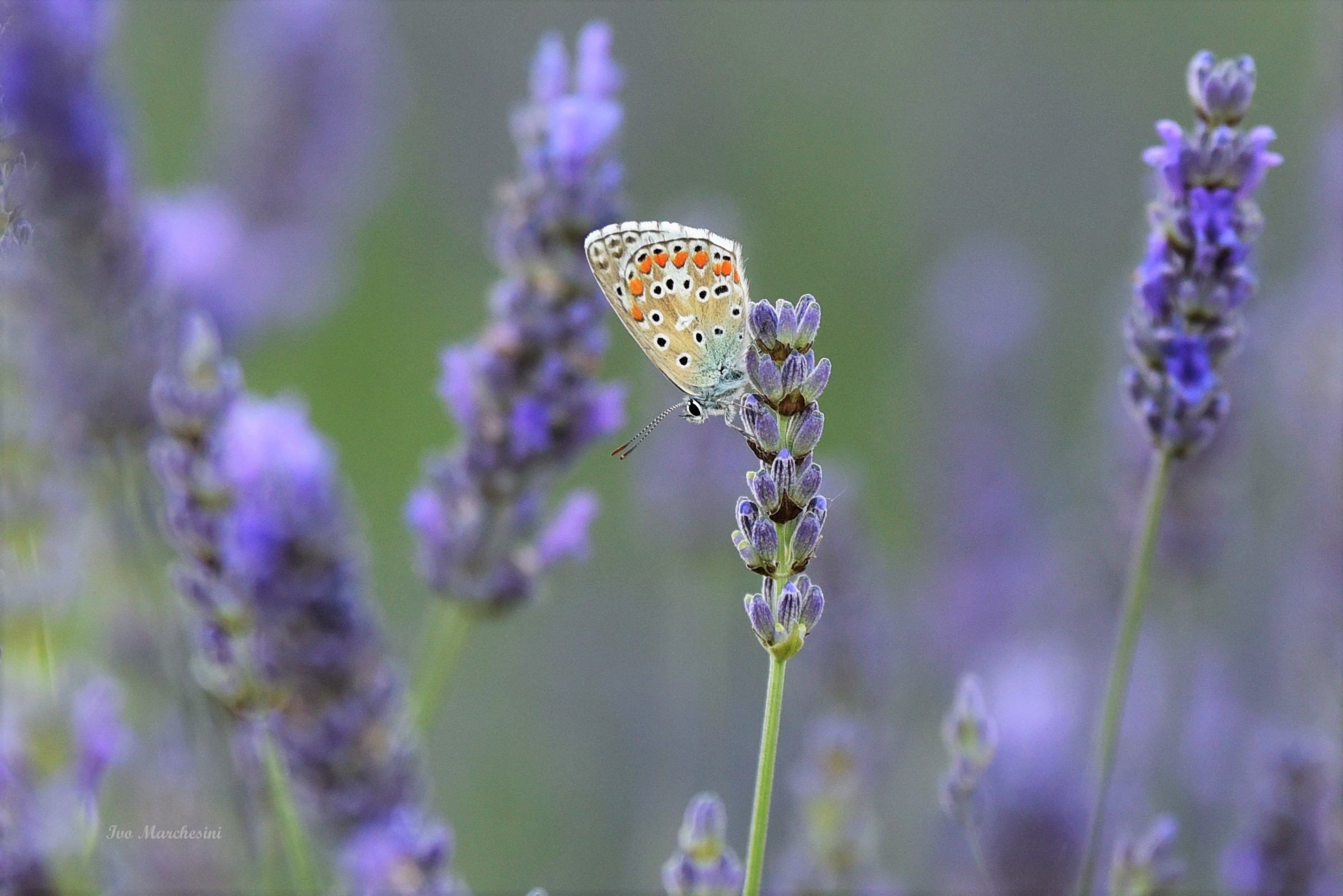 Lavanda... con ospite..