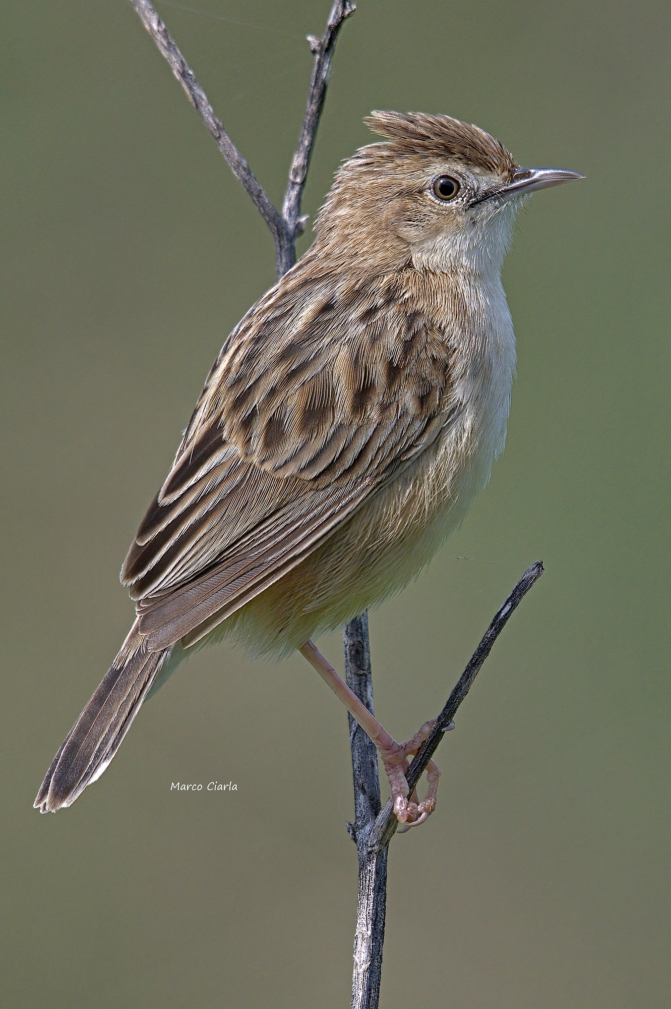 Beccamoschino Department (Cisticola juncidis)