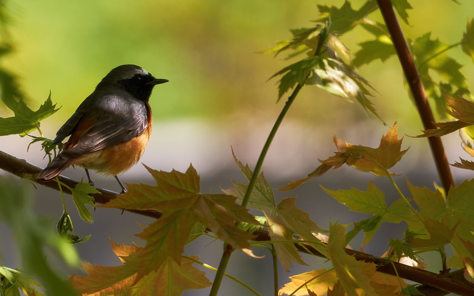 Codirosso tra le foglie di un acero