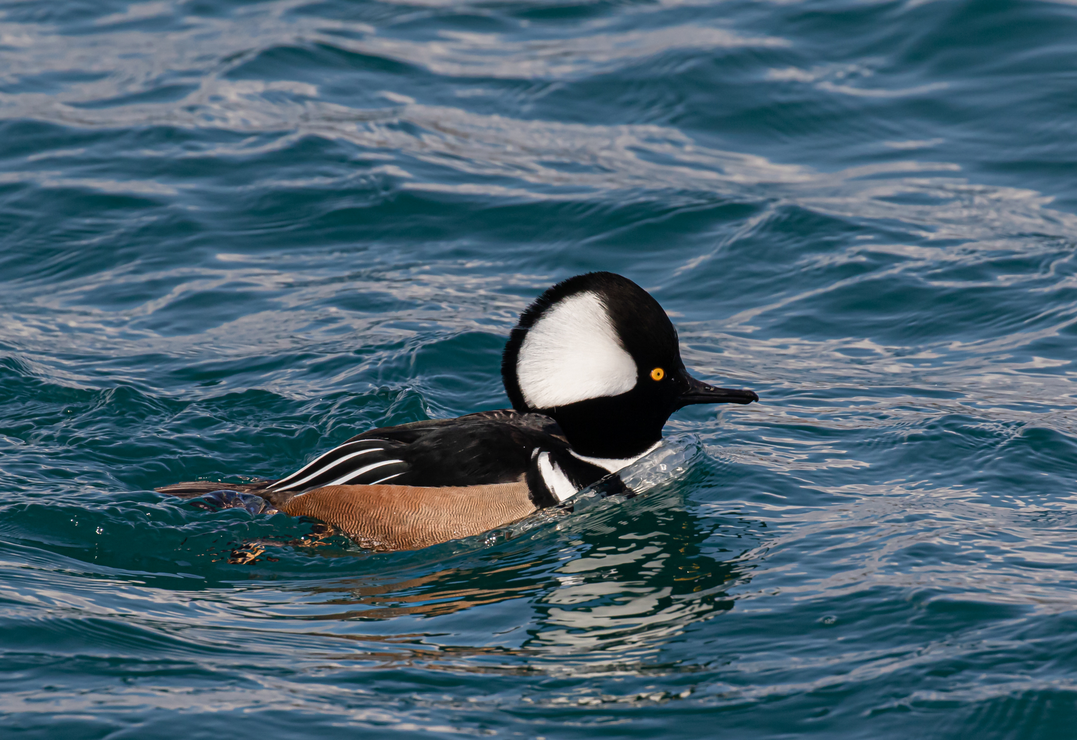 Male Hooded Merganser