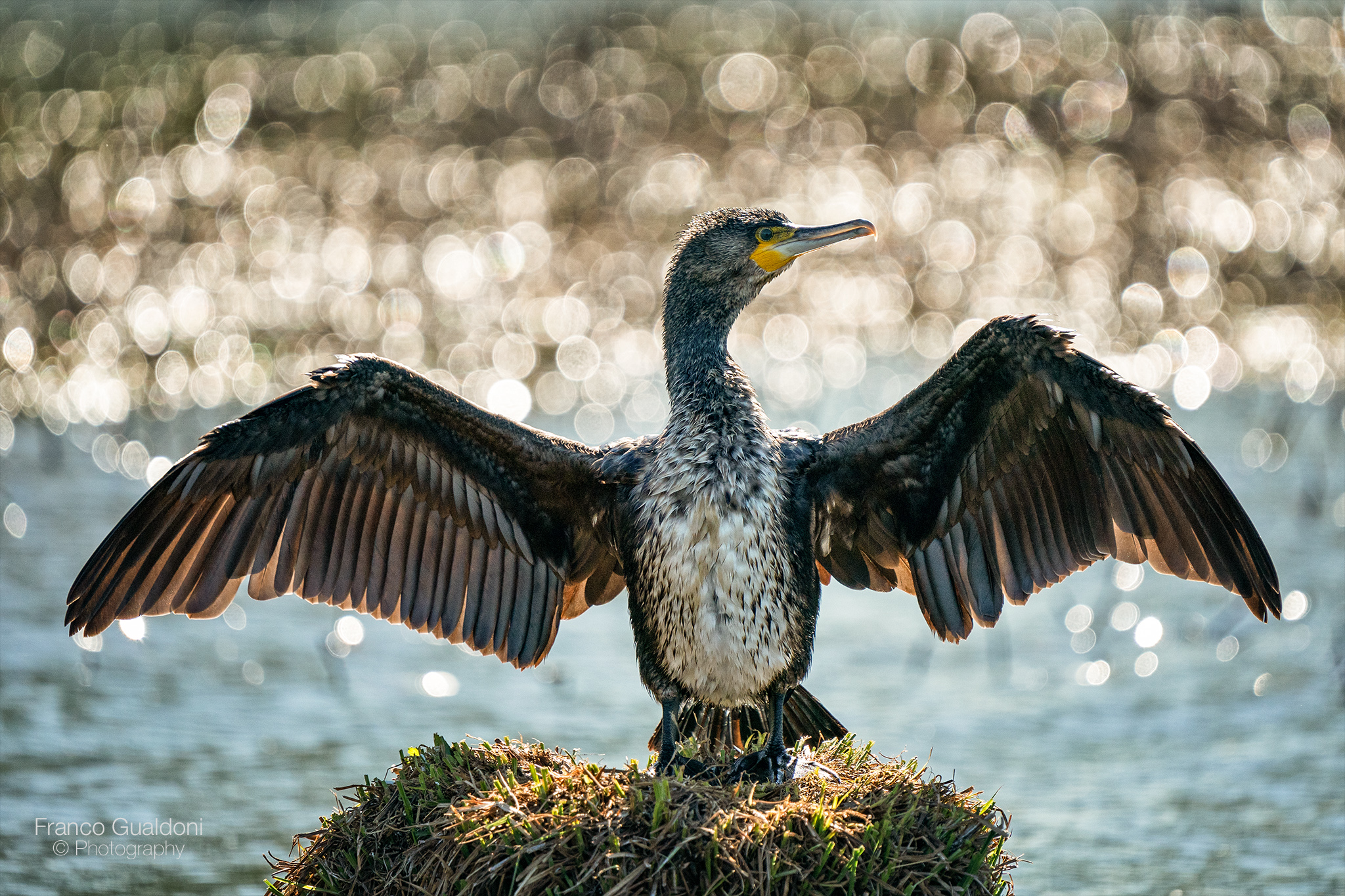 Cormorano in controluce...