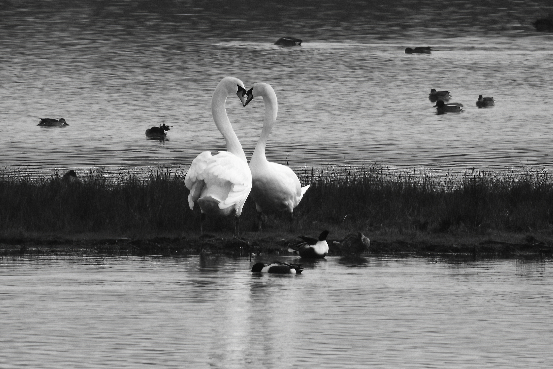 Swans in Love