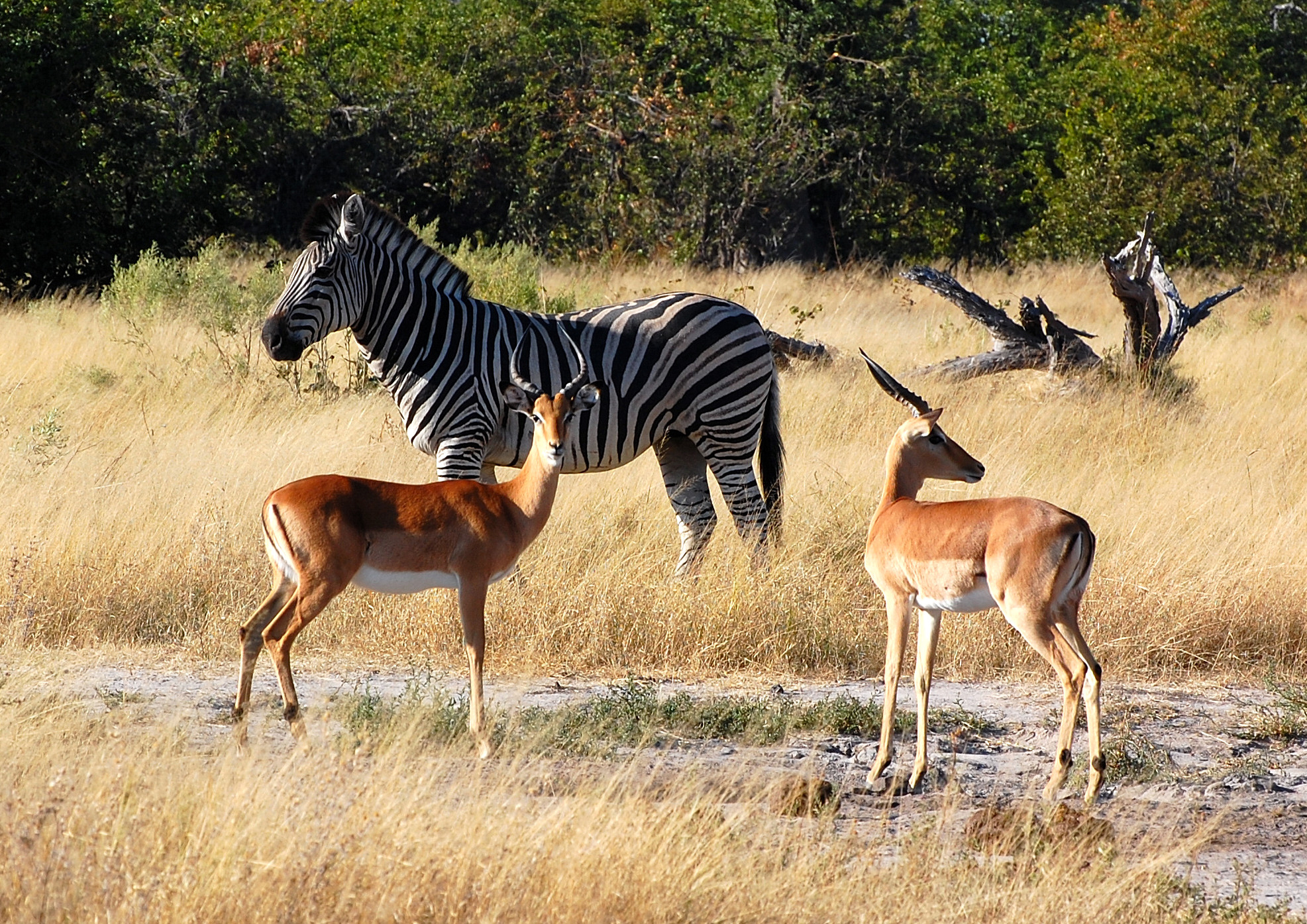 Solidarity: everyone controls a corner of savannah