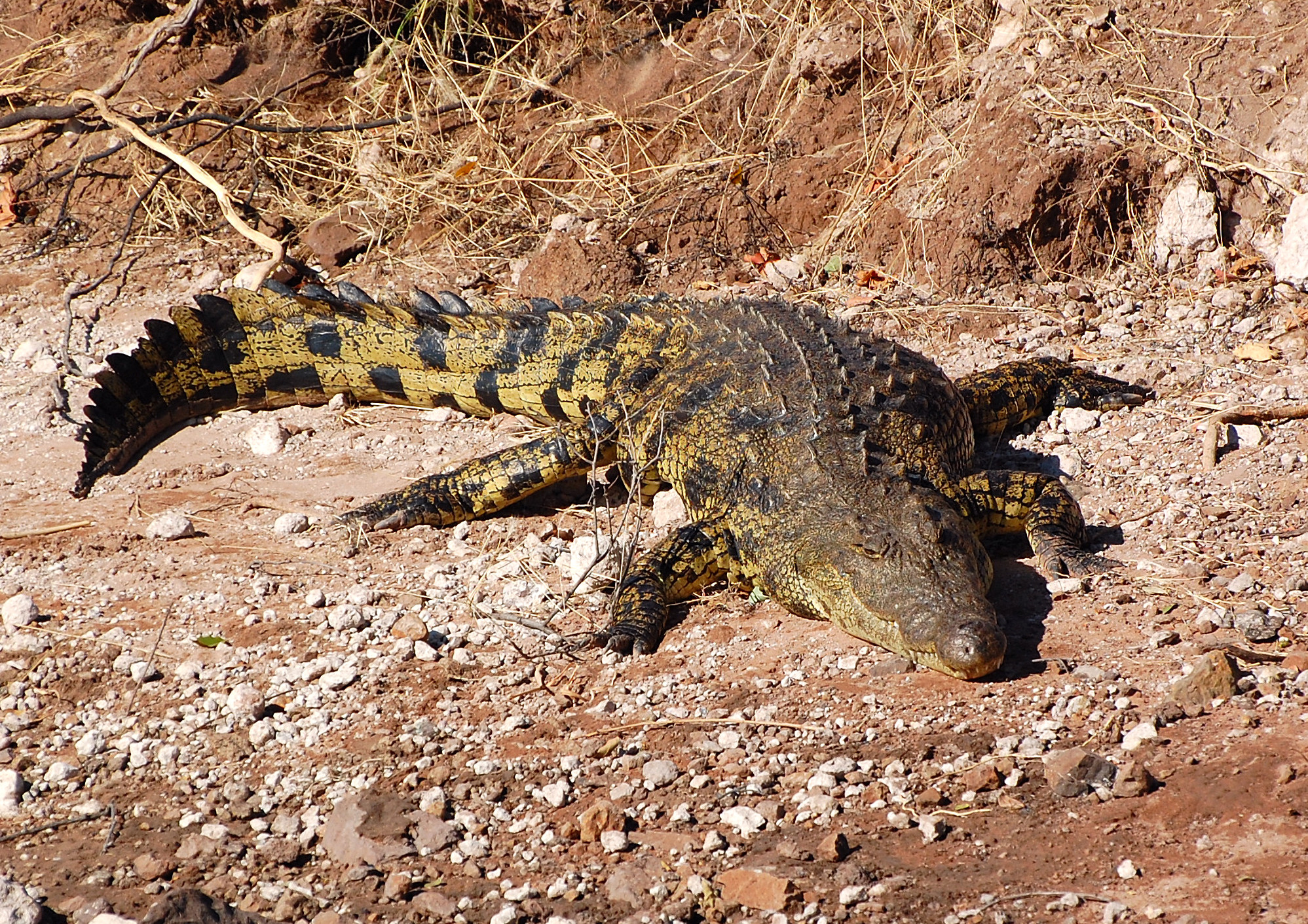 Botswana: beware of the living fossil