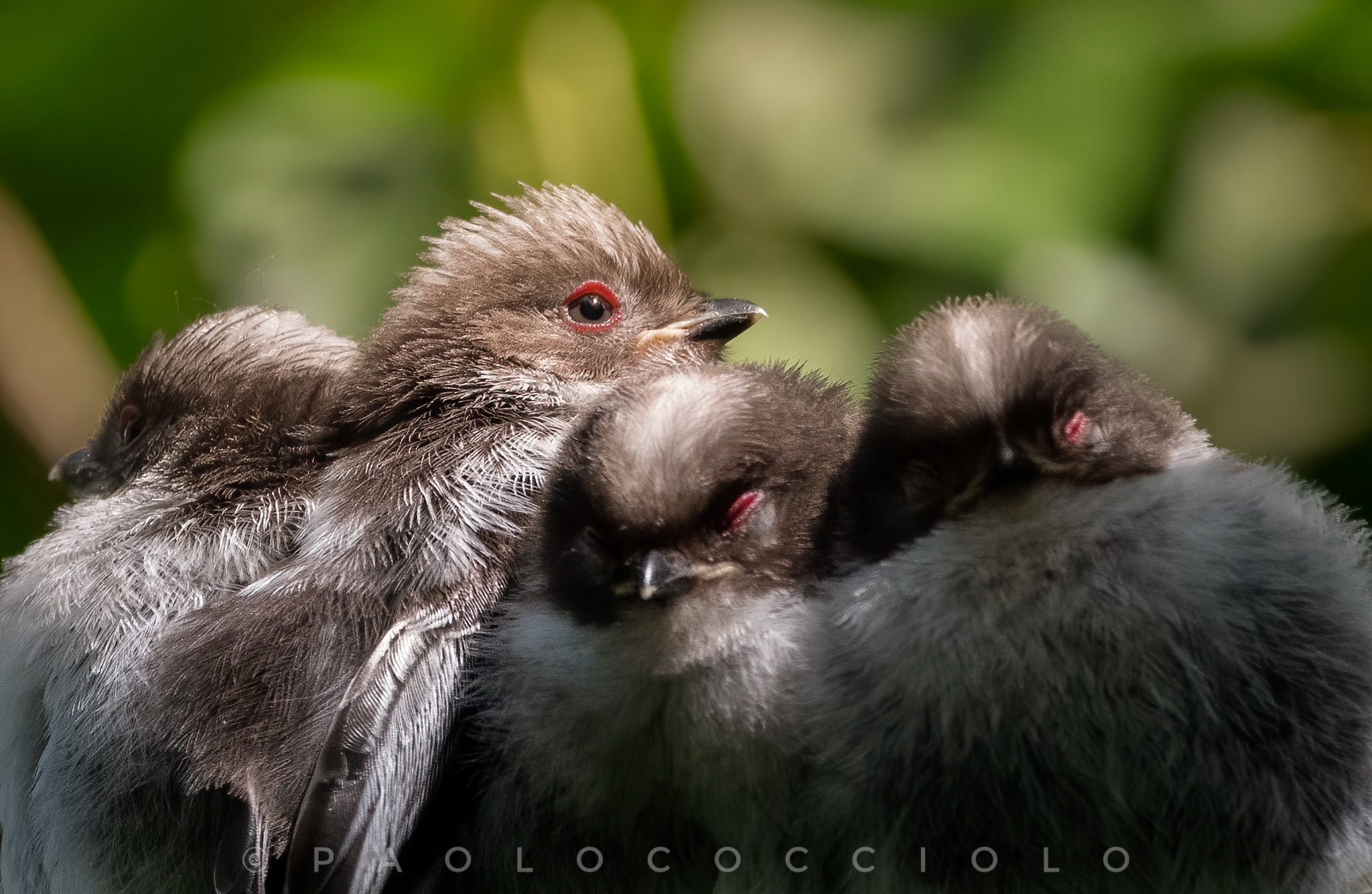 Piccoli codibugnoli crescono